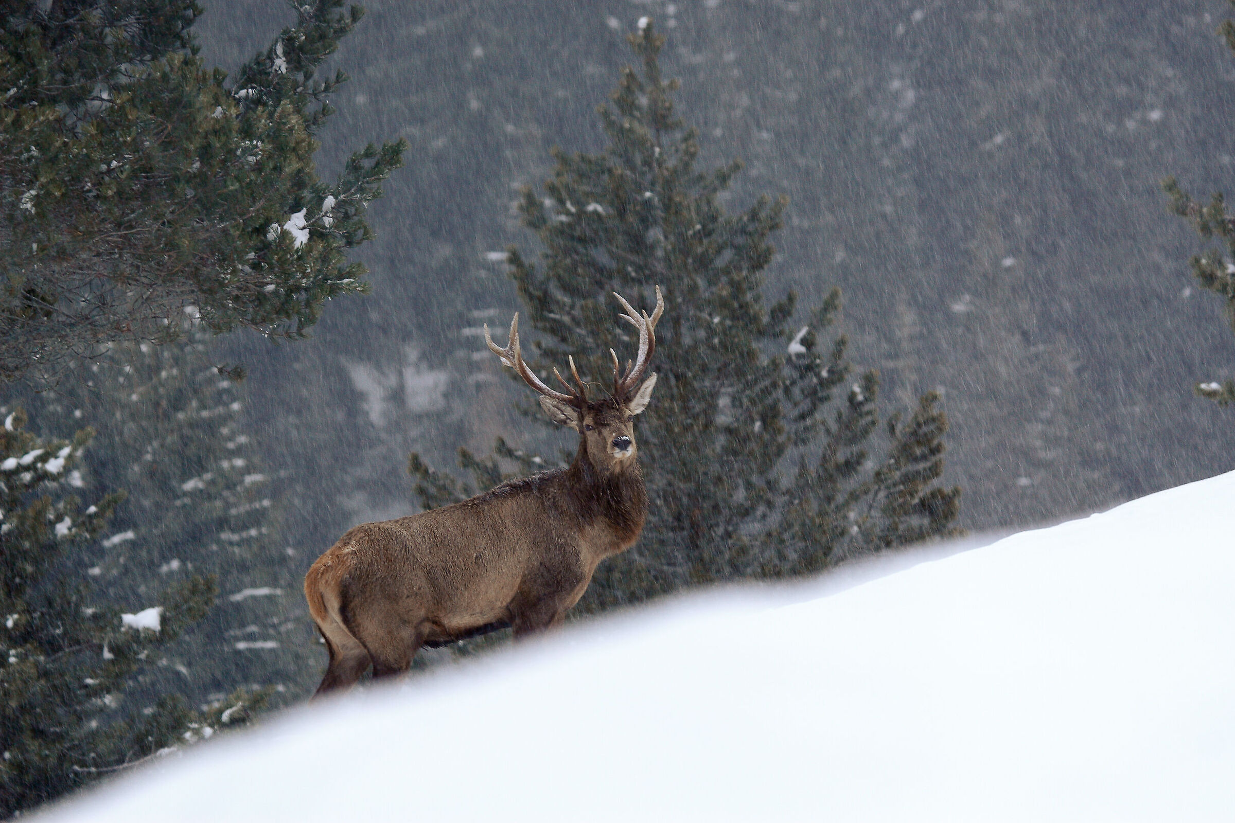 Deer in the Snow (January)...