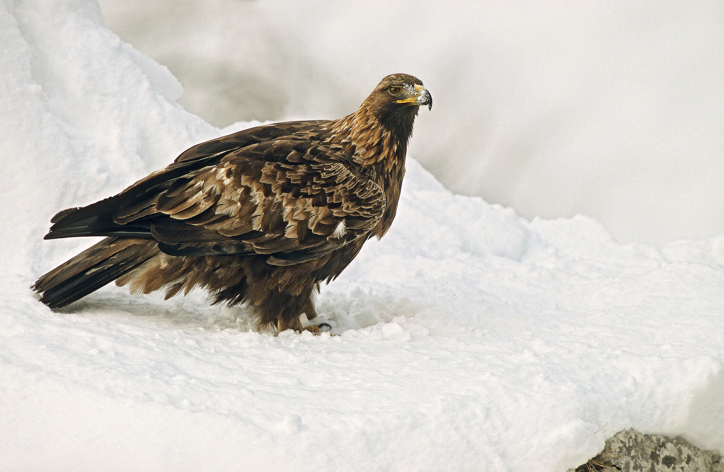 Eagle in the Snow (December)...