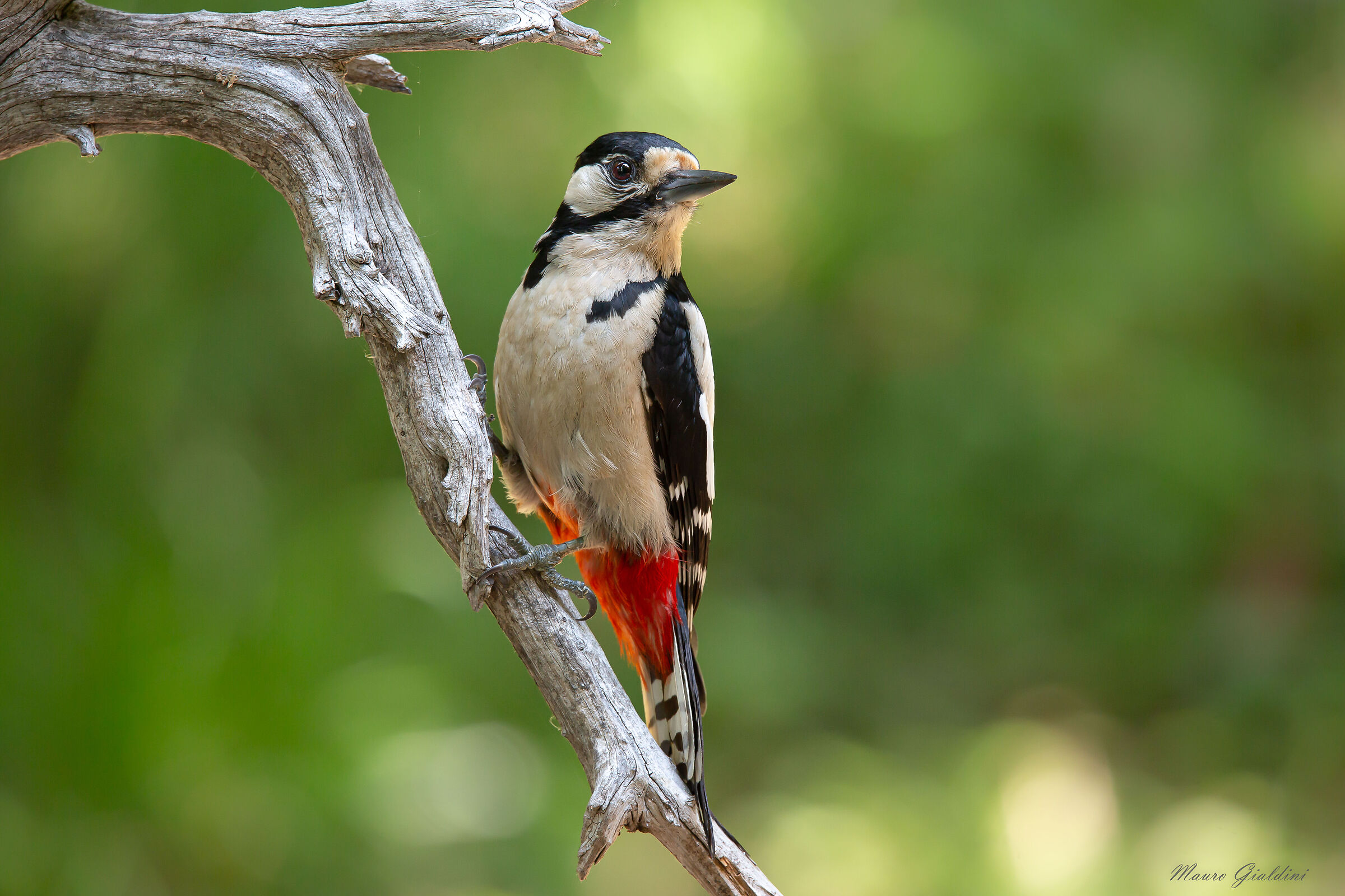 Major red woodpecker...
