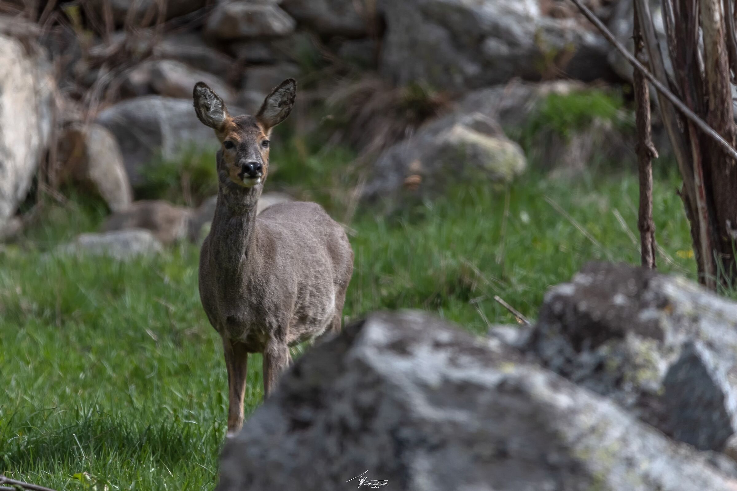  Roe deer (Caproleus Caproleus - L.)...