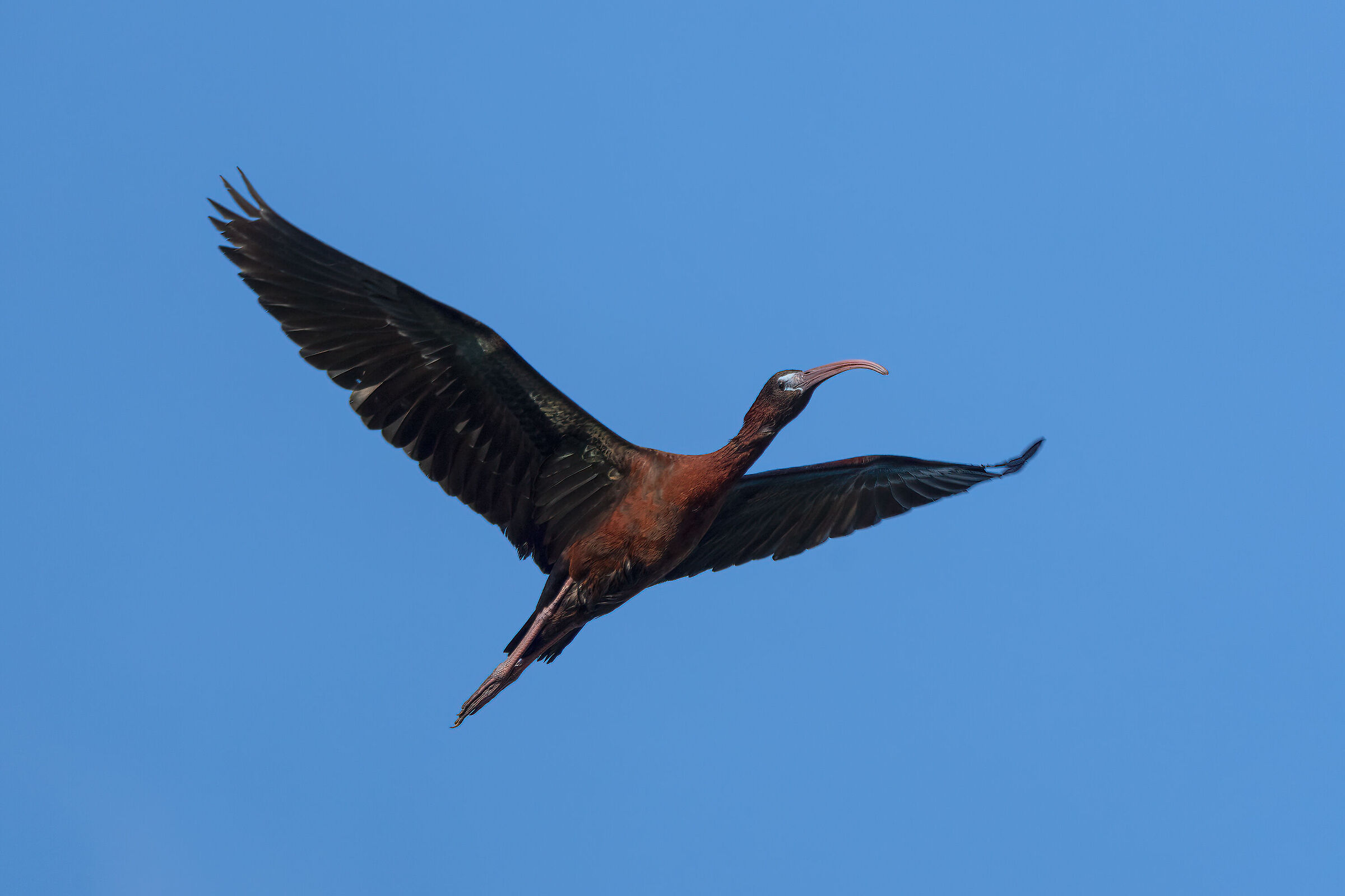 glossy ibis ...