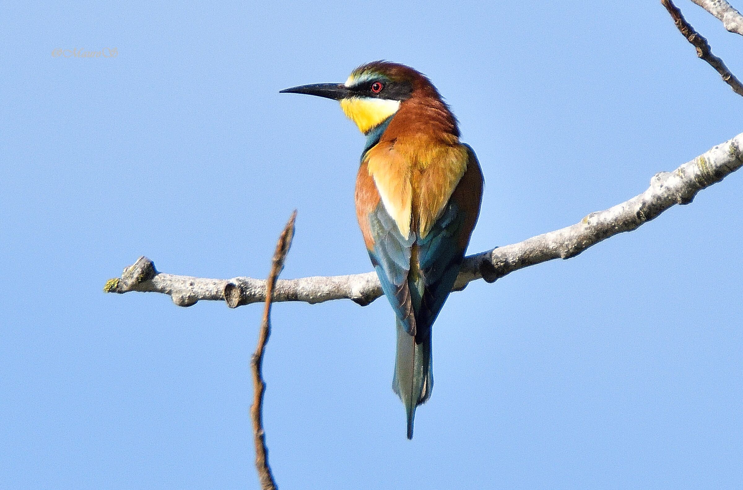 bee-eater...