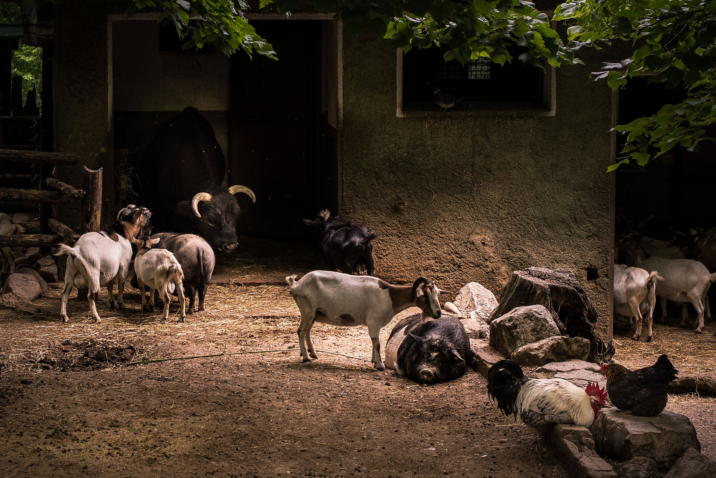 La fattoria degli animali...