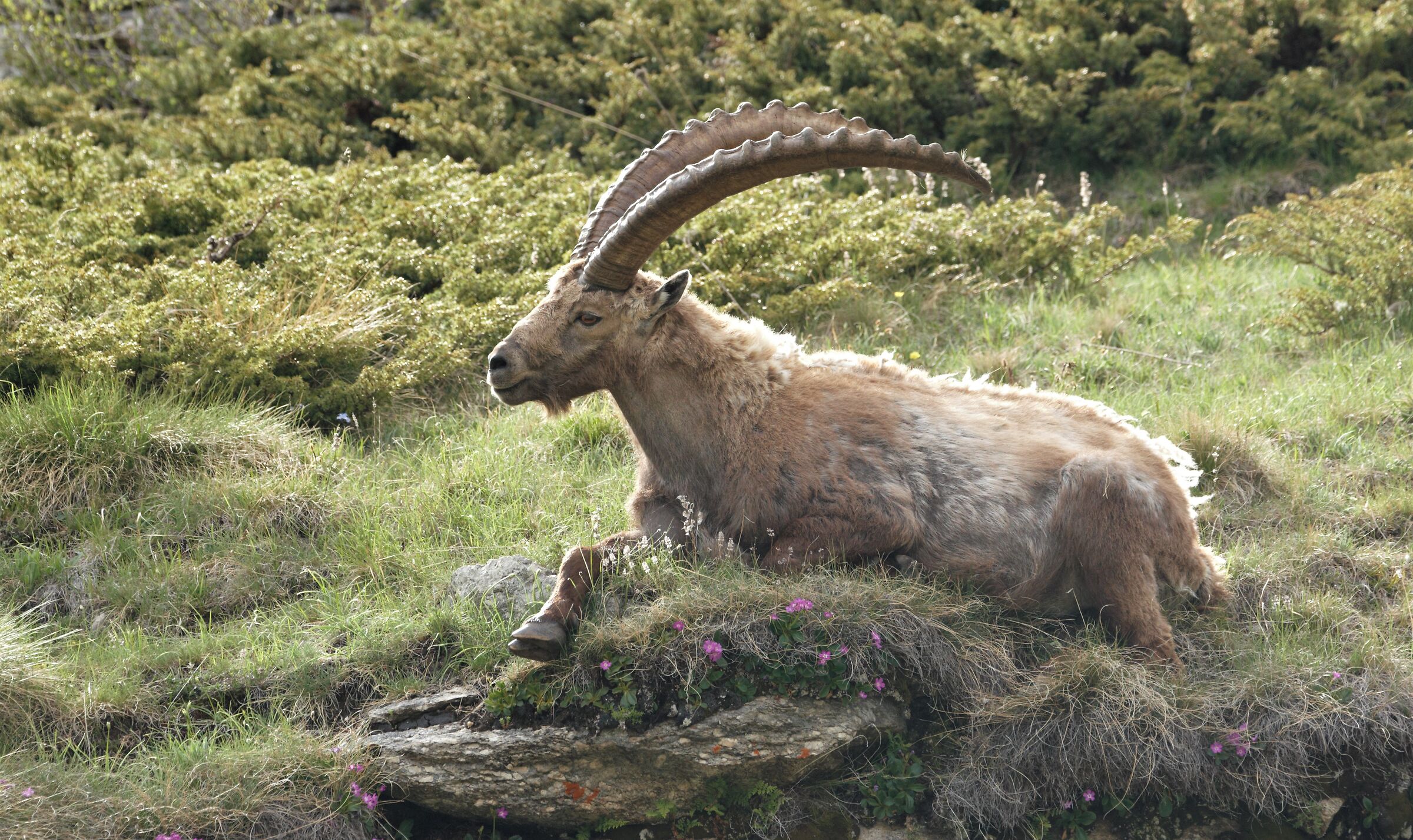 the king of the mountain... the ibex...
