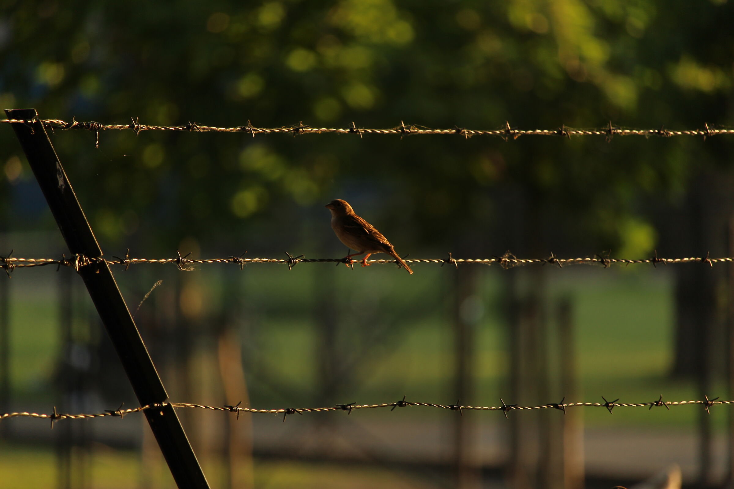 Little bird in Kronenburgerpark, Nijmegen...