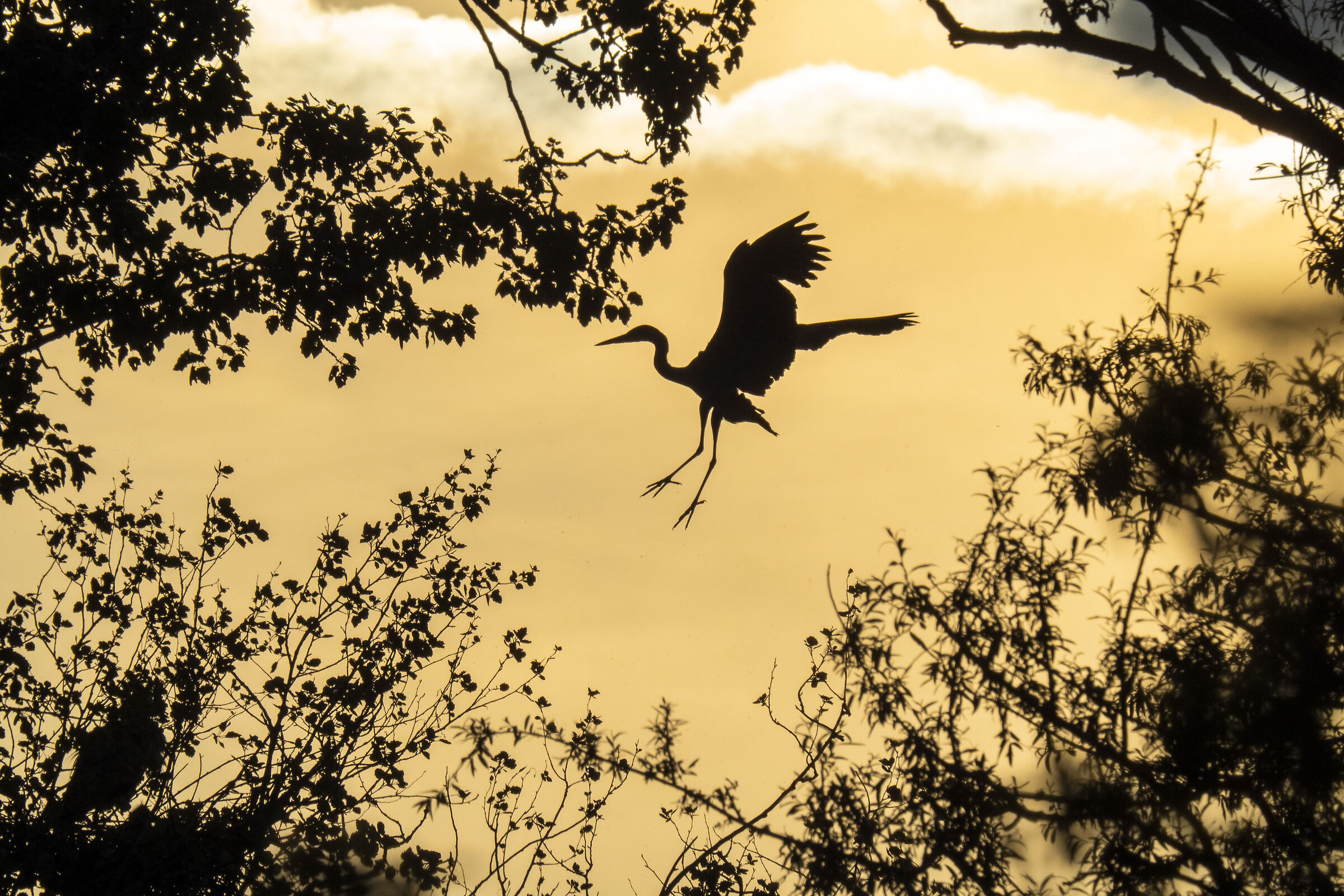 Gray heron at sunset ...