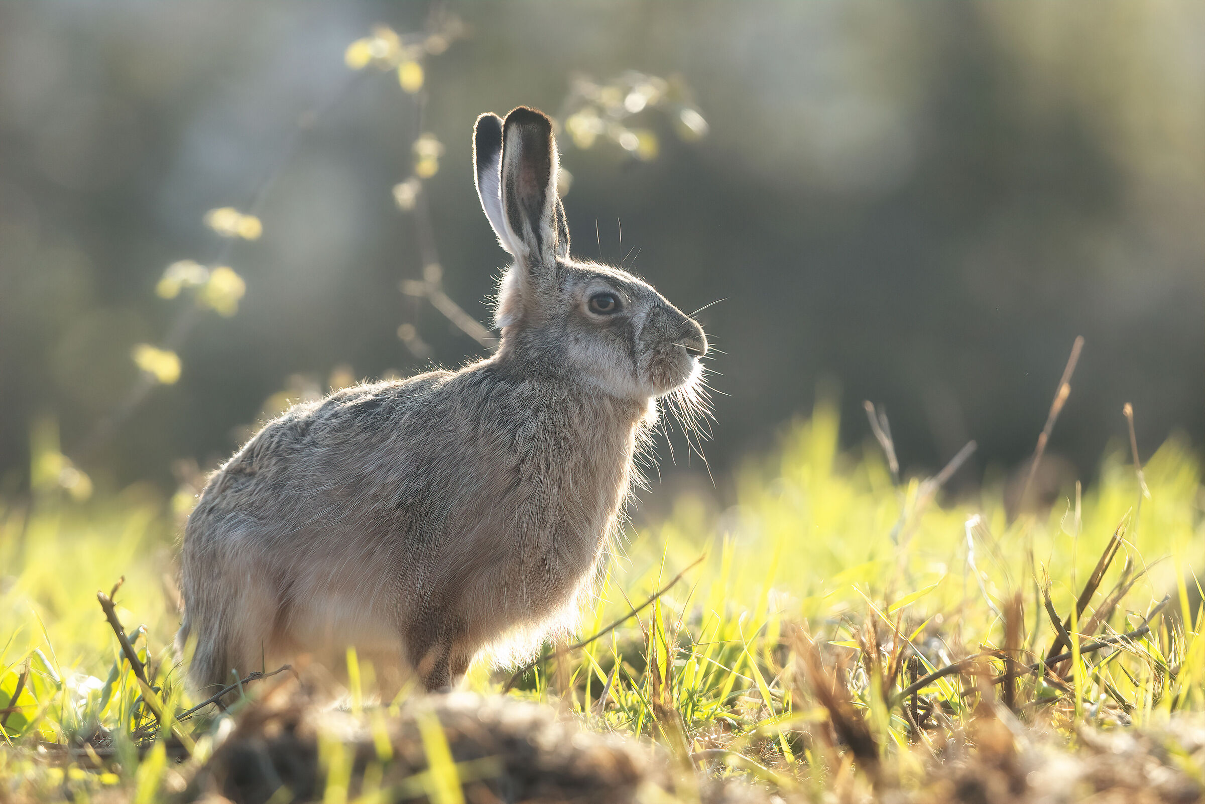 European Hare...