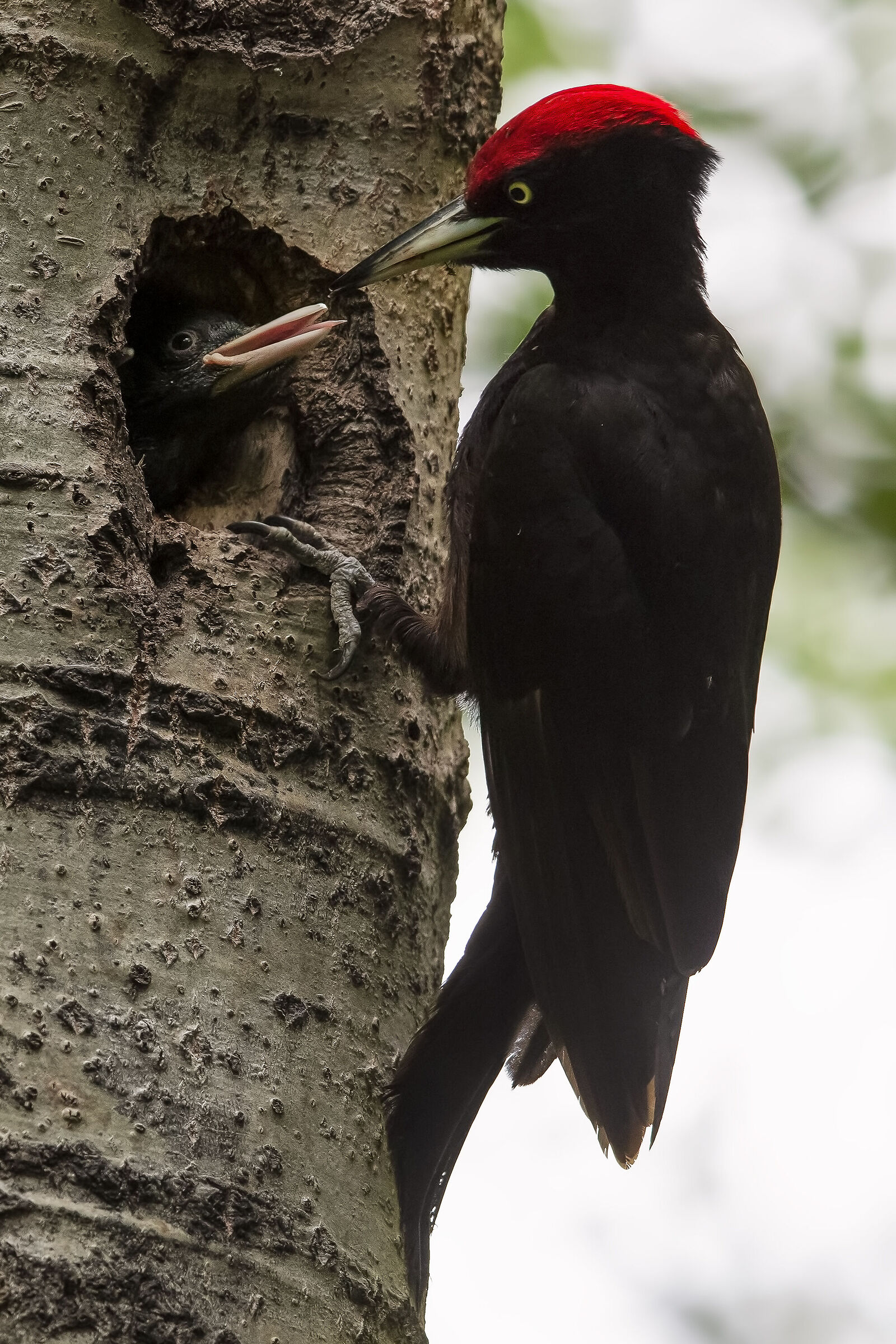 black woodpecker ...