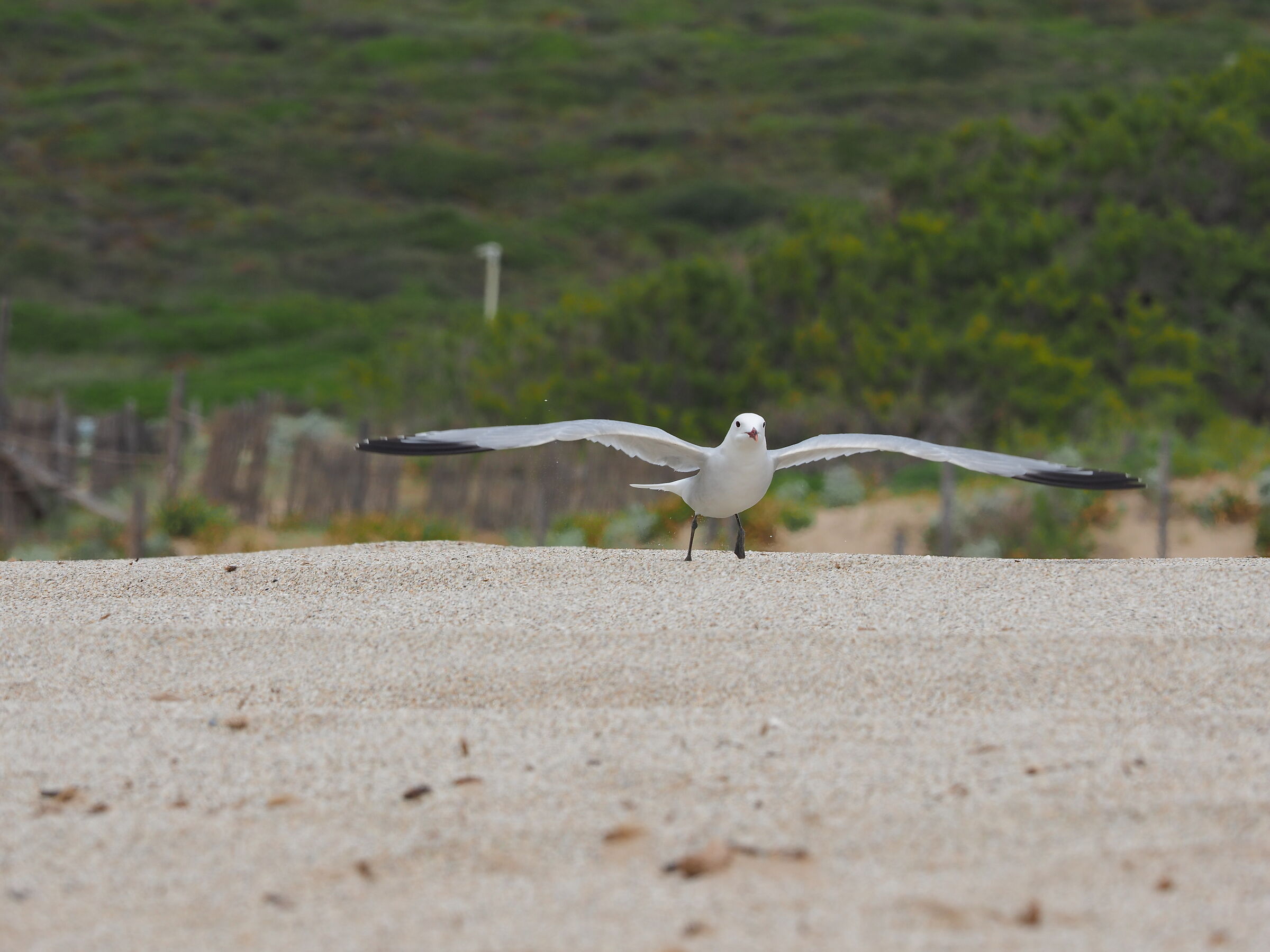 seagull taking off 1...
