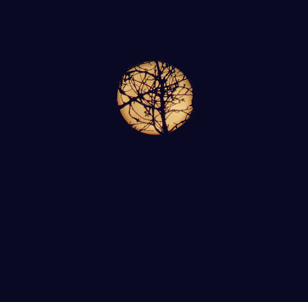 Moon harnessed in the branches of any tree...