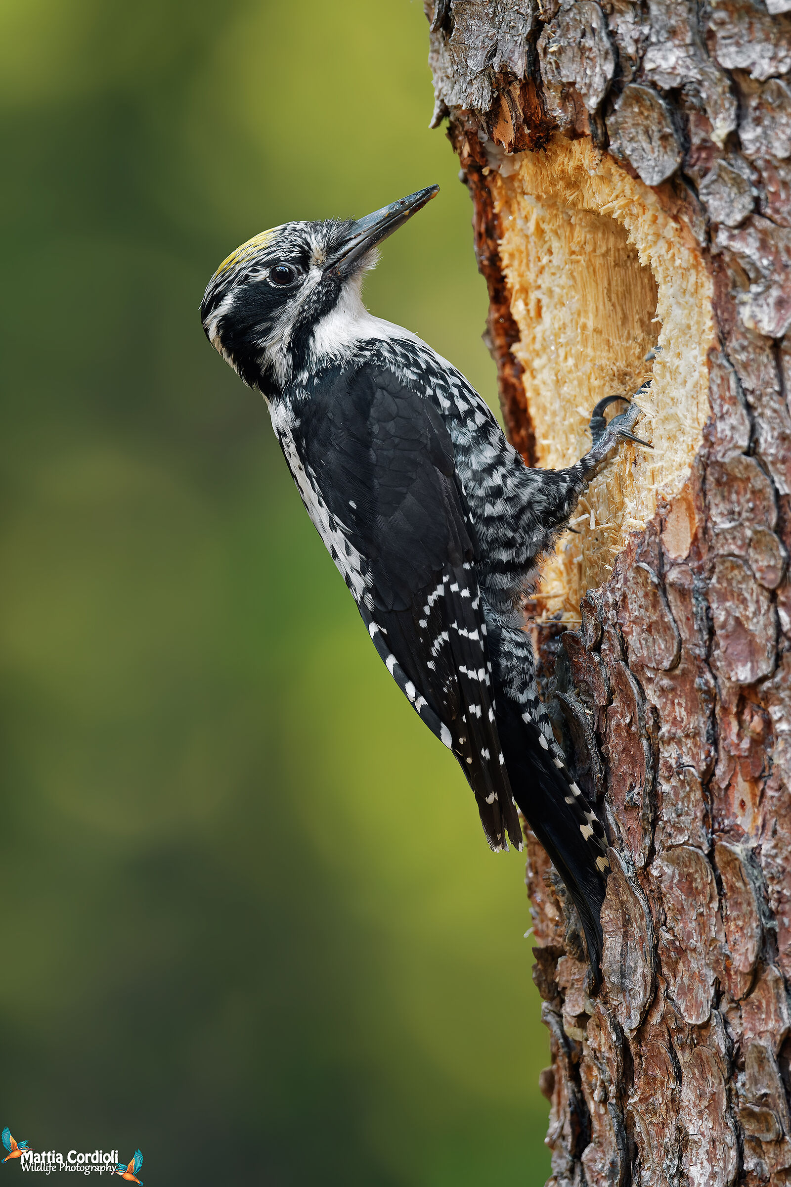 Male Tridattilo woodpecker...