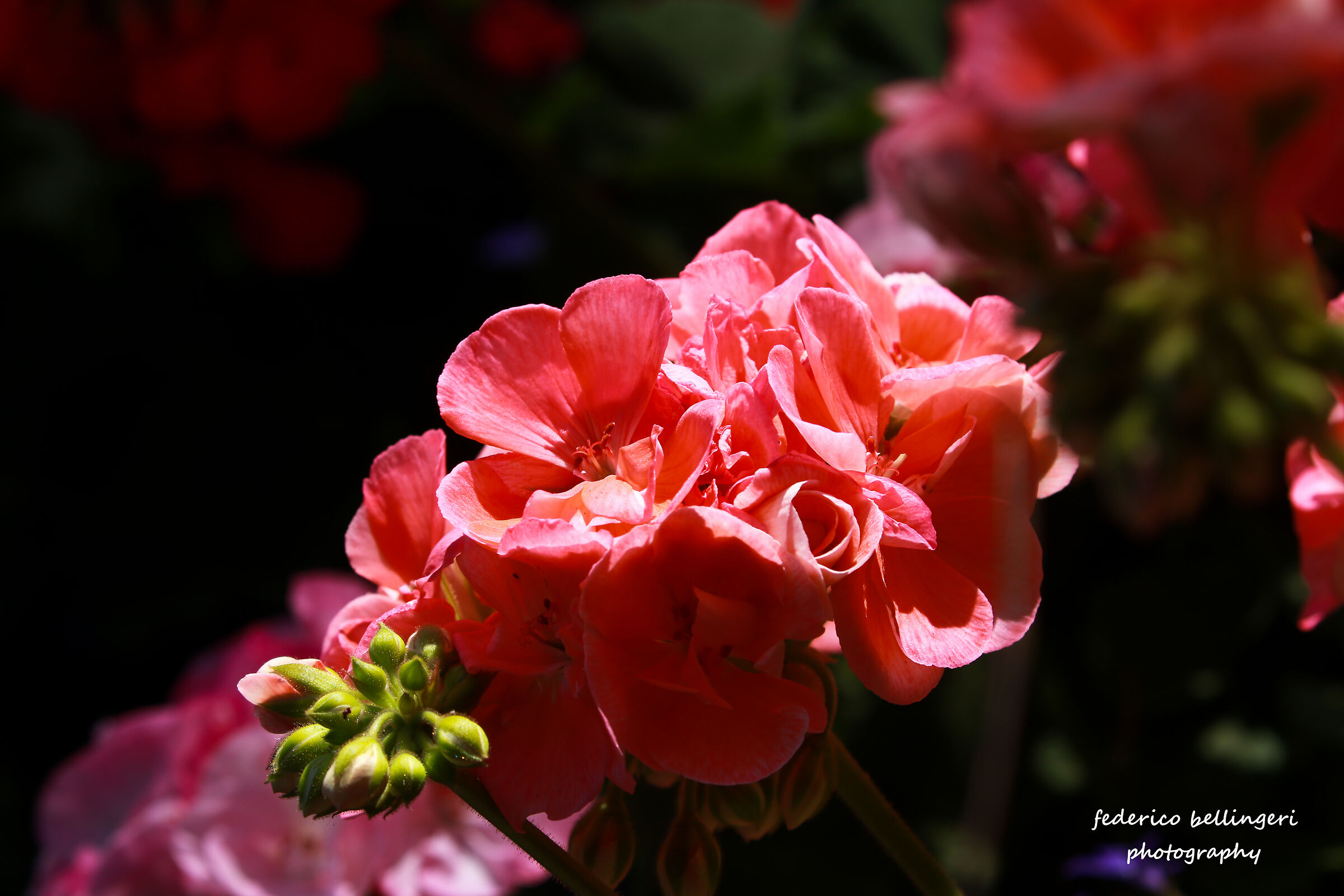 giardini di Augusto - variazione in rosa...