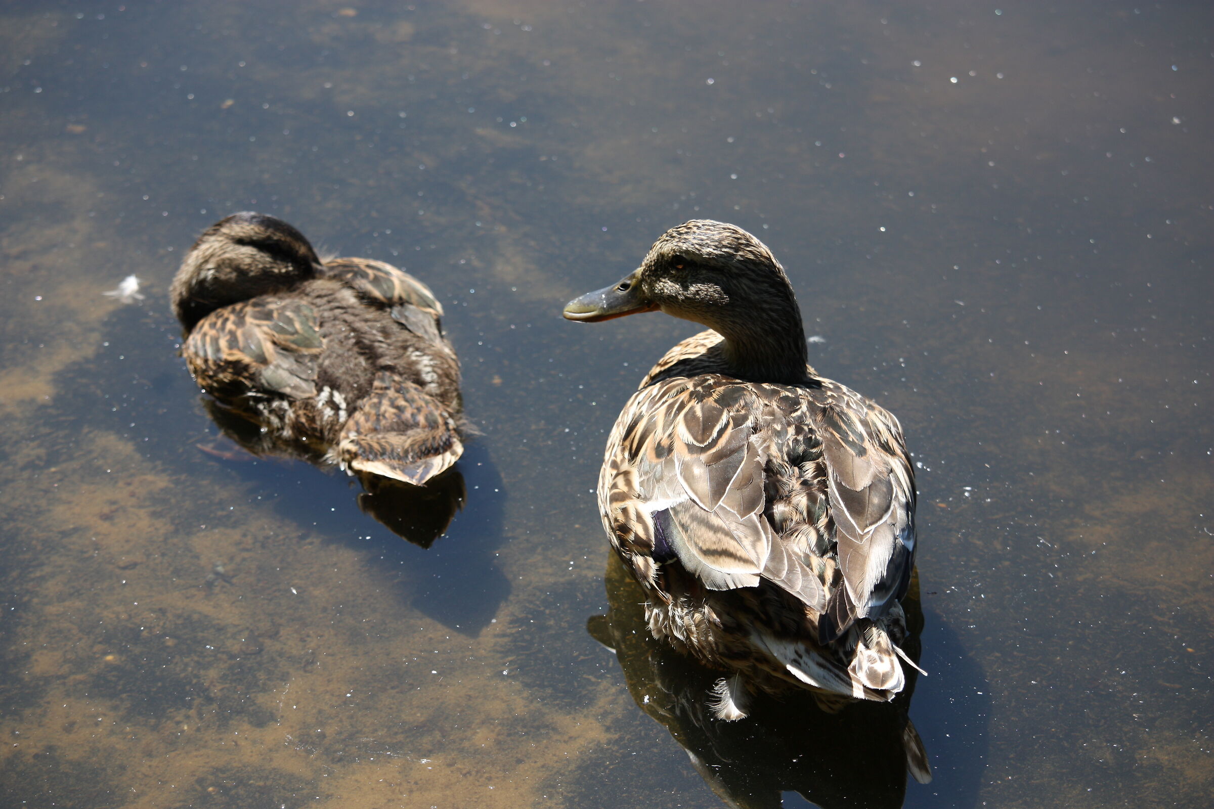 Young and Adult Mallard in Hoge Veluwe National Park...