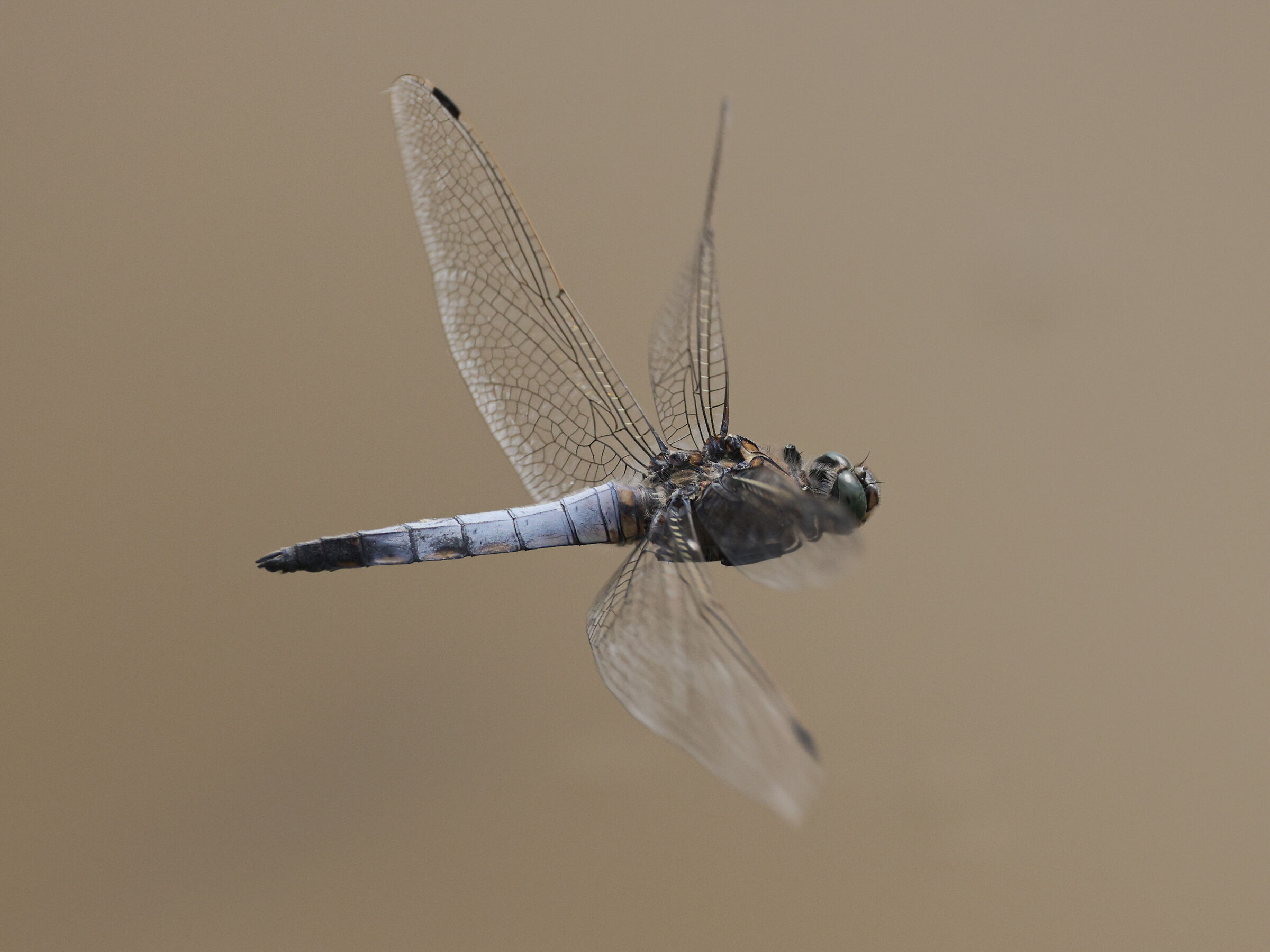 dragonfly...