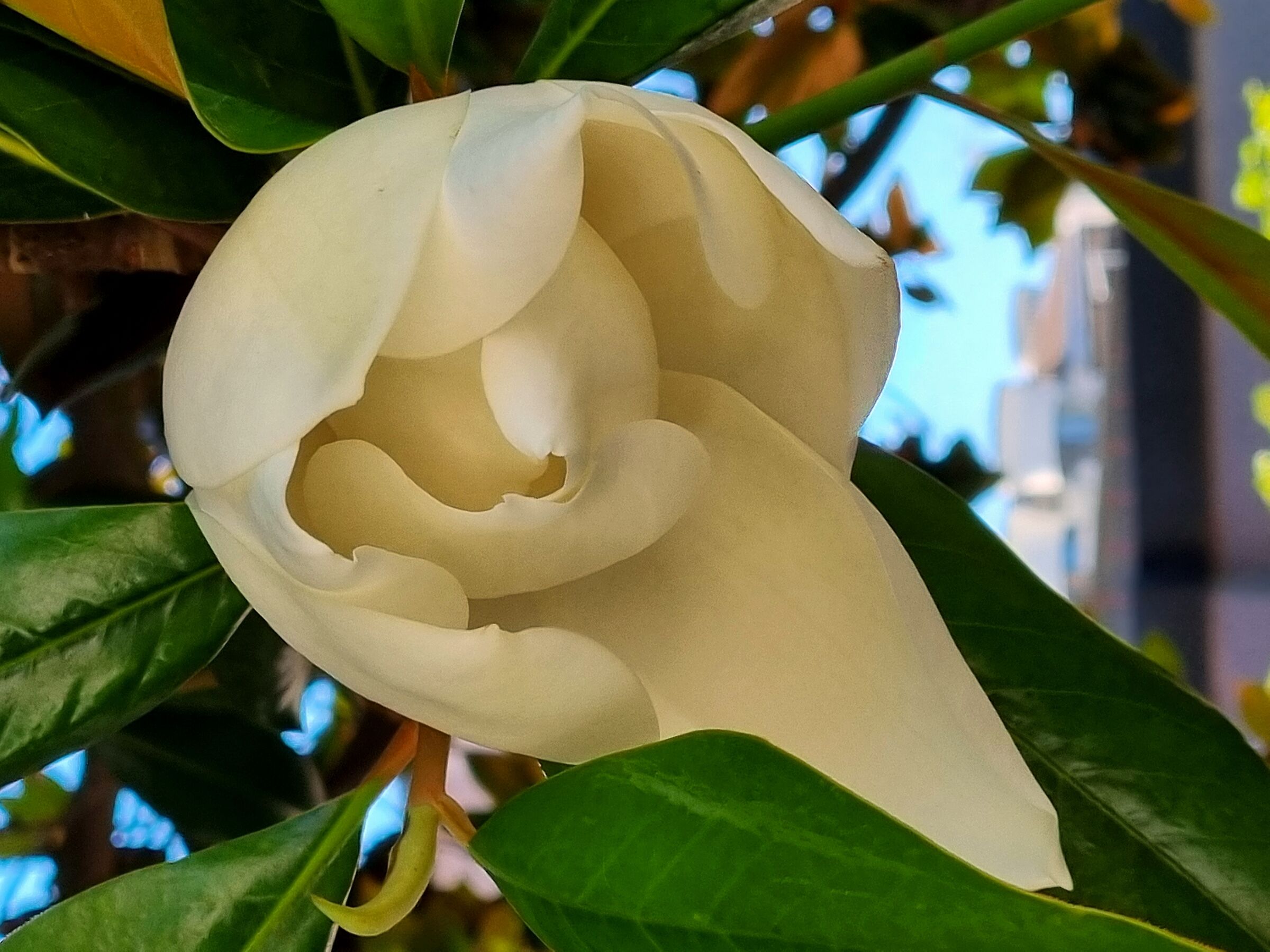 Magnolia Flower...