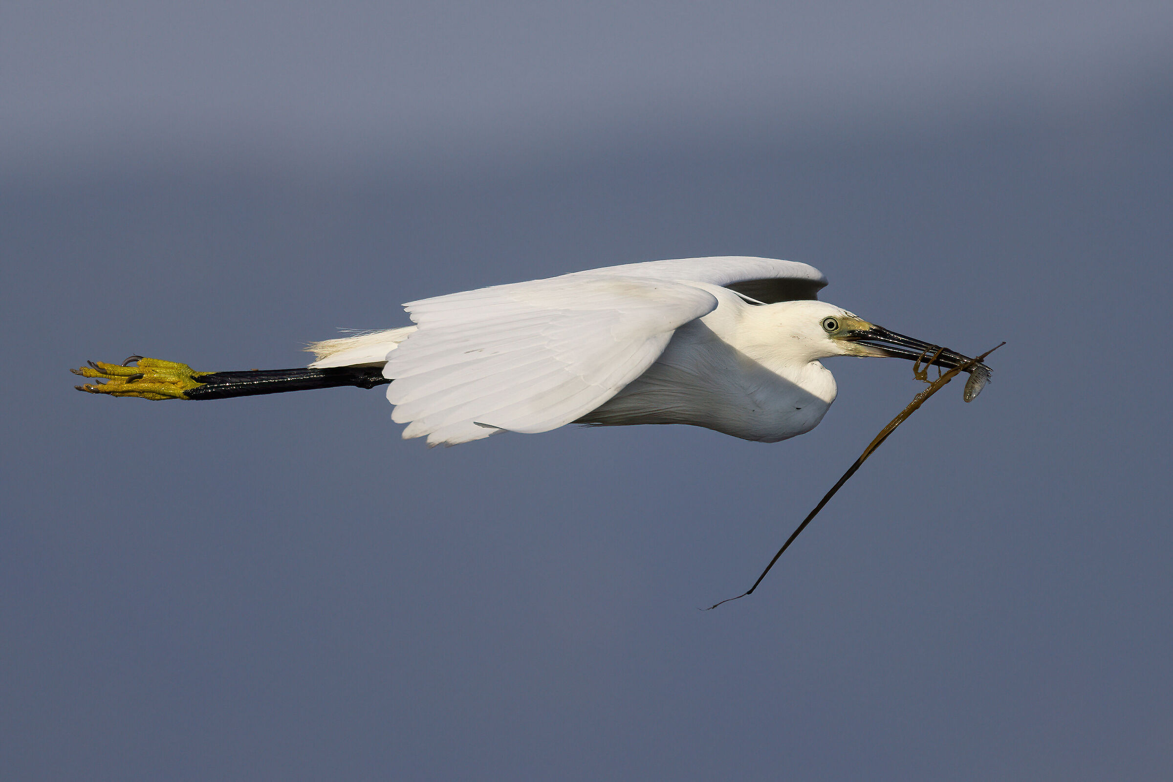 Egret in flight with prey...