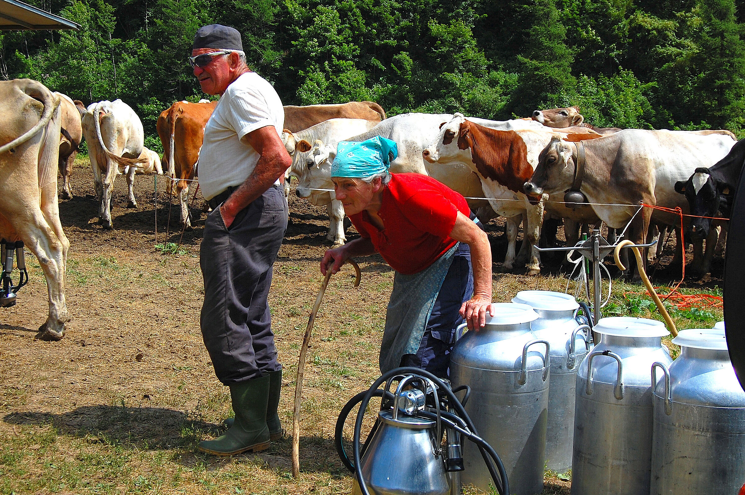 Valbiandino (Lecco): milking...