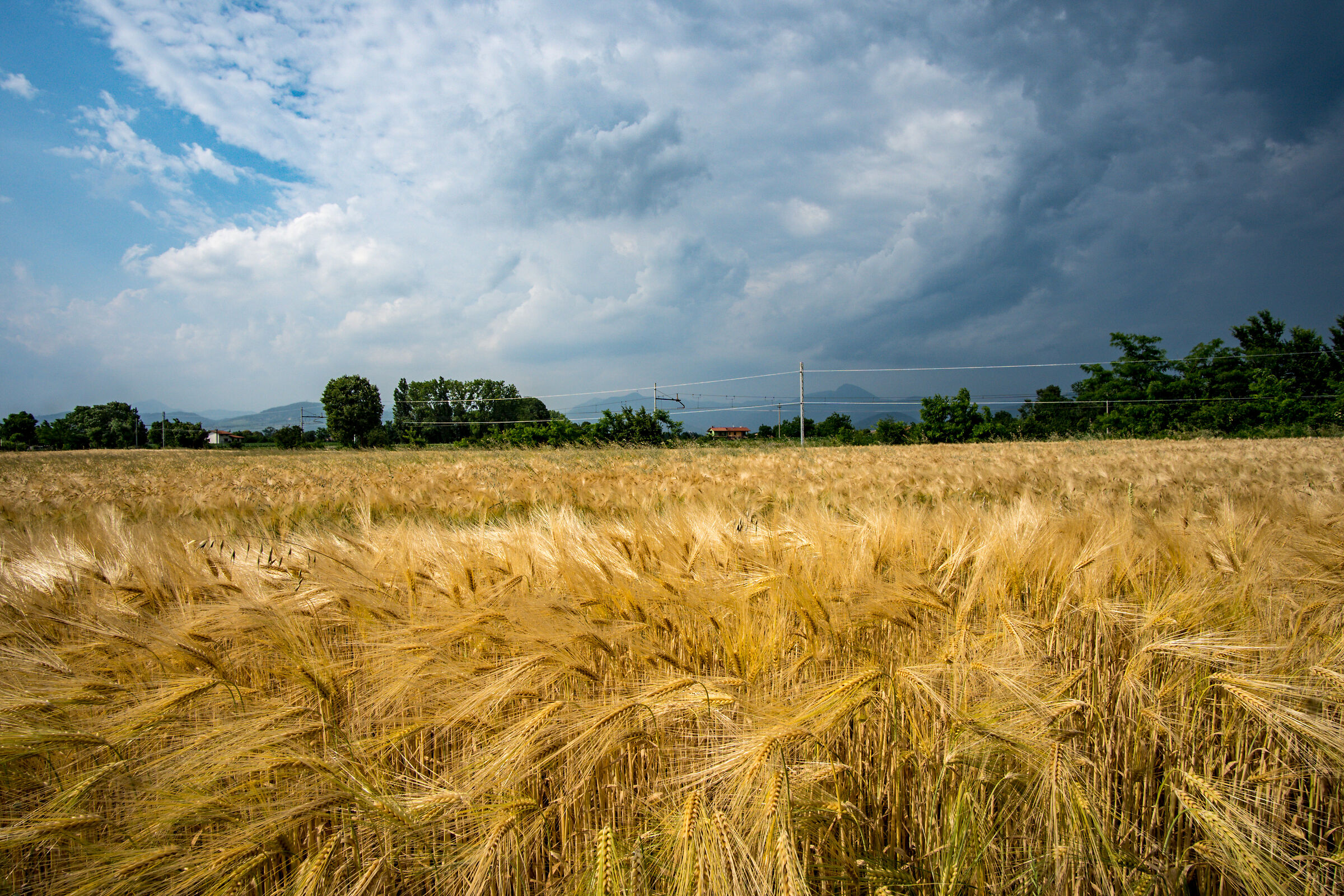 Mature barley and sky...