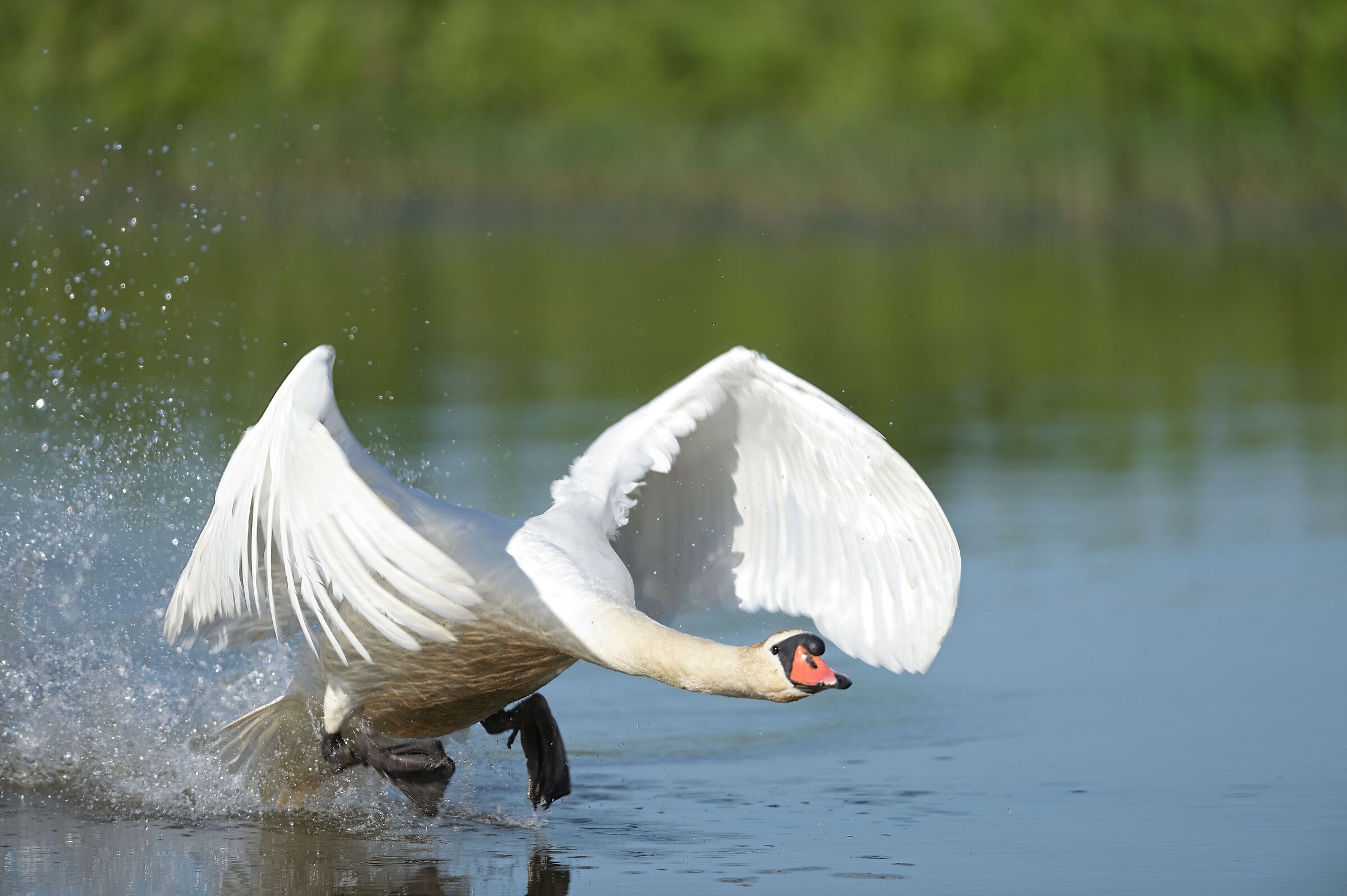 swan in action 1...