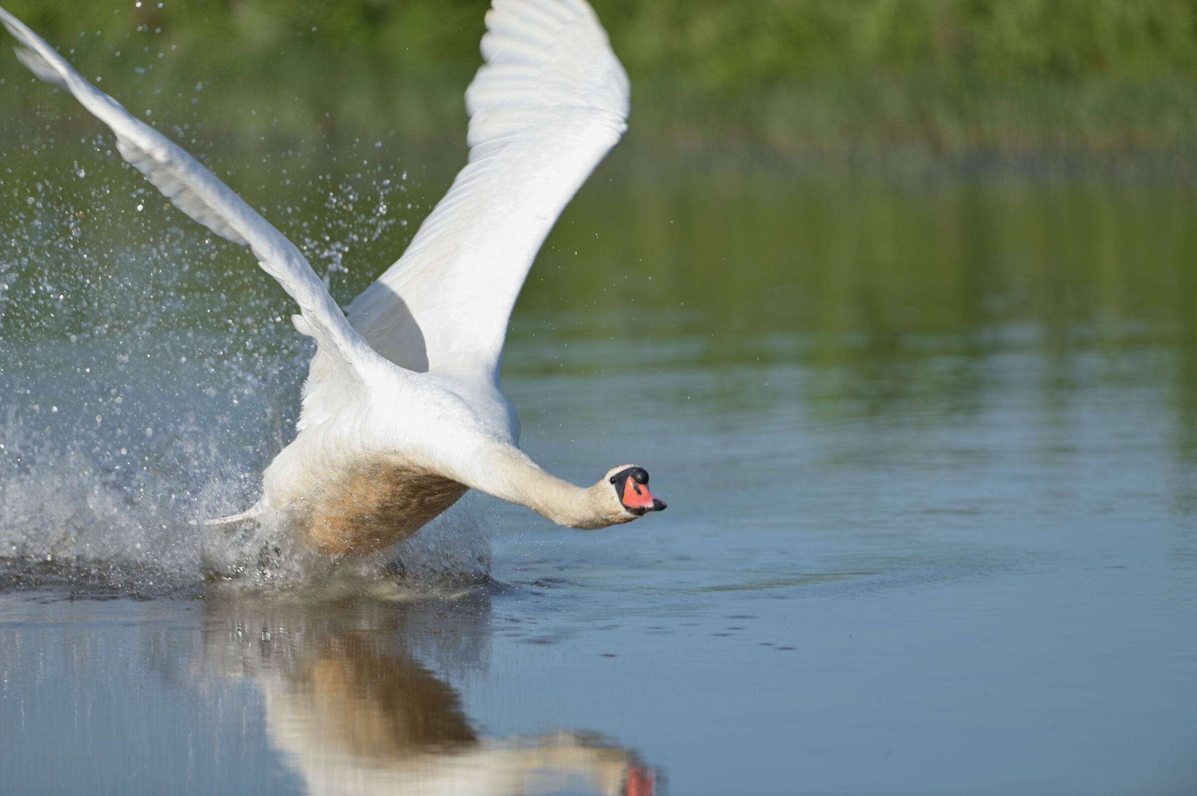 swan in action 2...