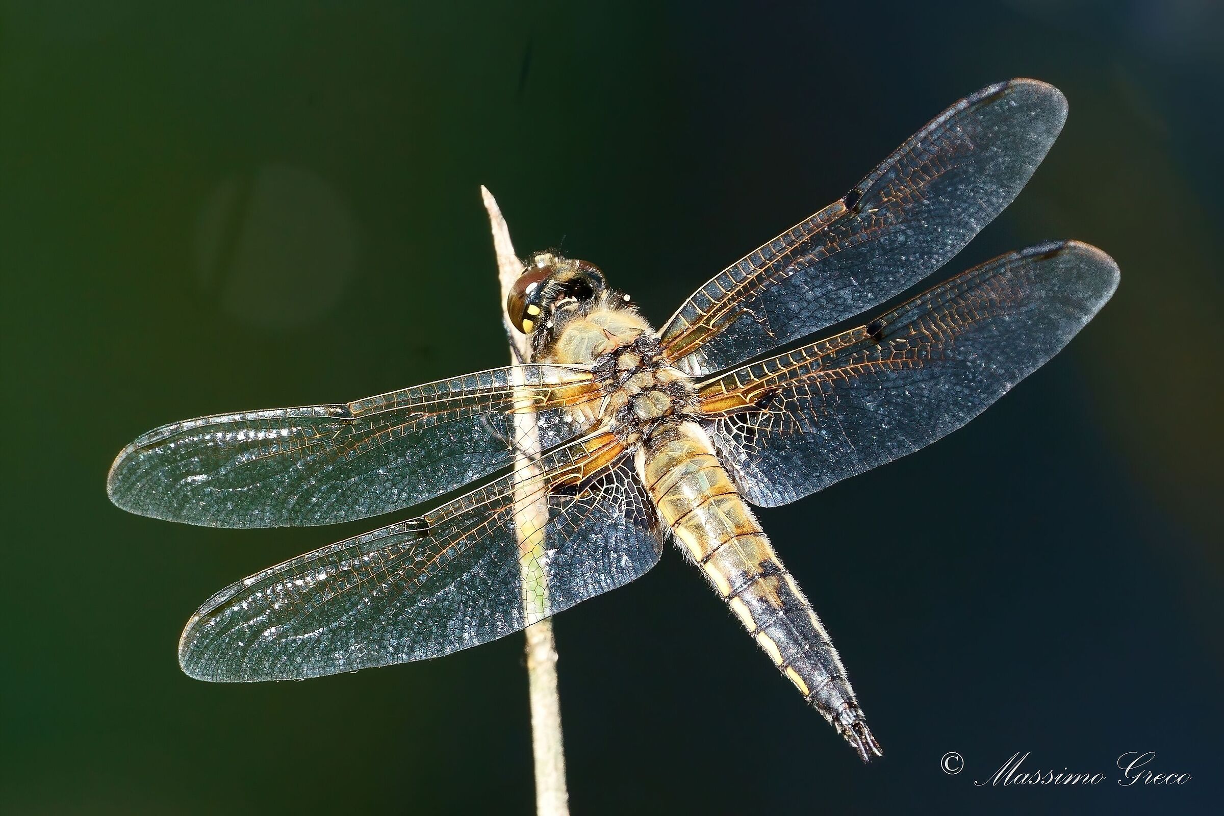 Four-spotted dragonfly...