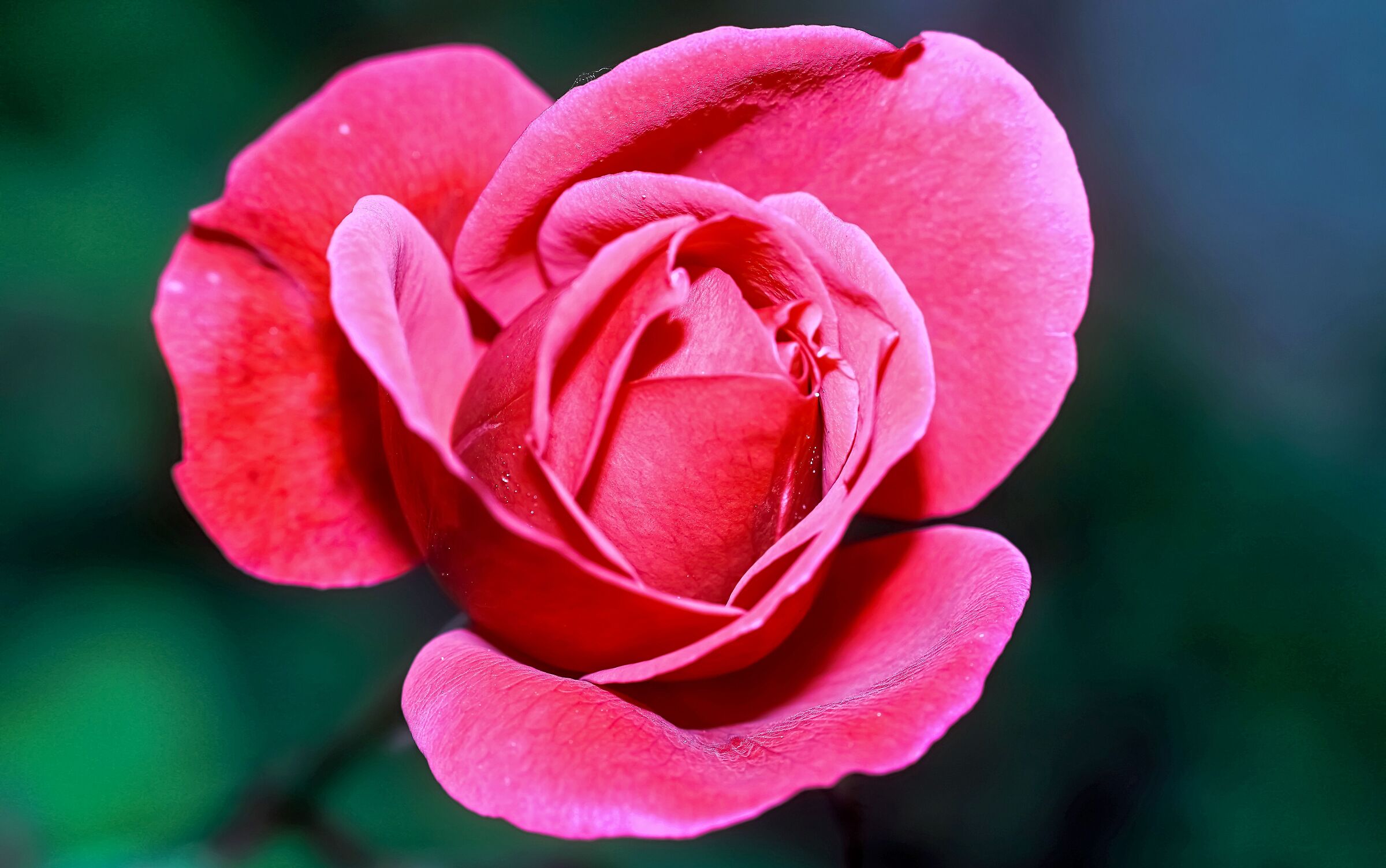 Rose in my garden 3/11/2020...