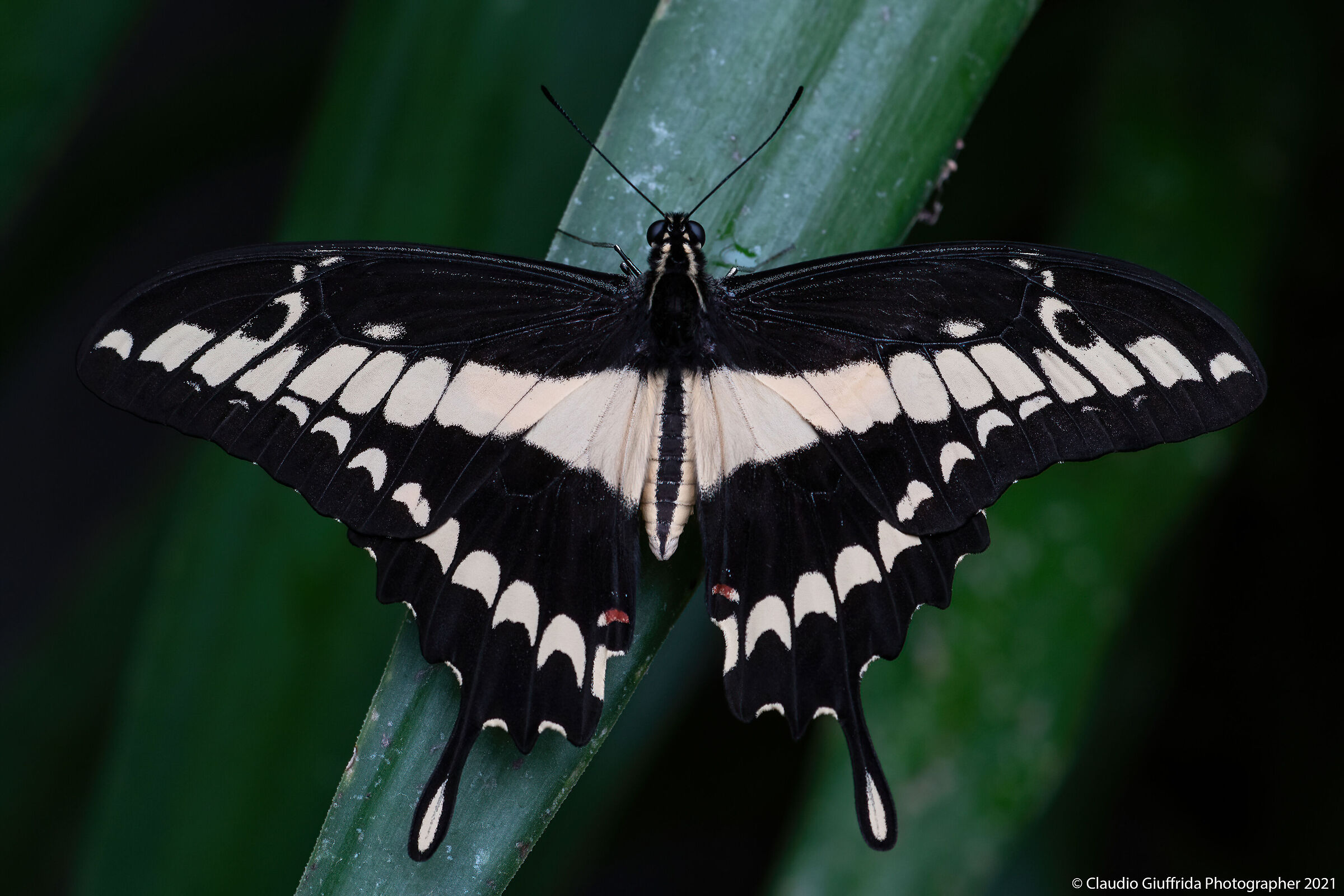 Papilio thoas...