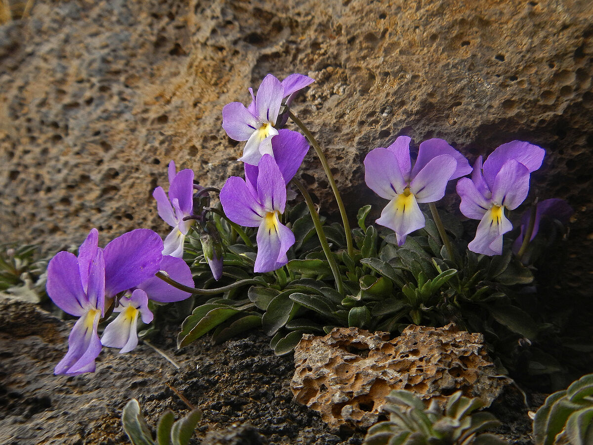 Viola Aethnensis (Viola dell'Etna)...
