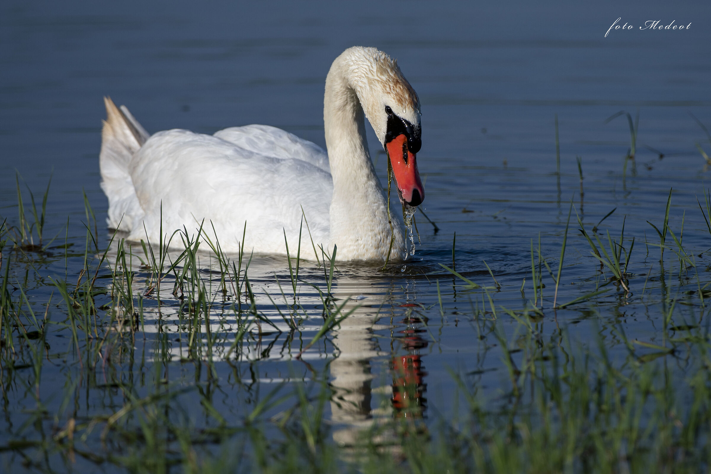Cigno...