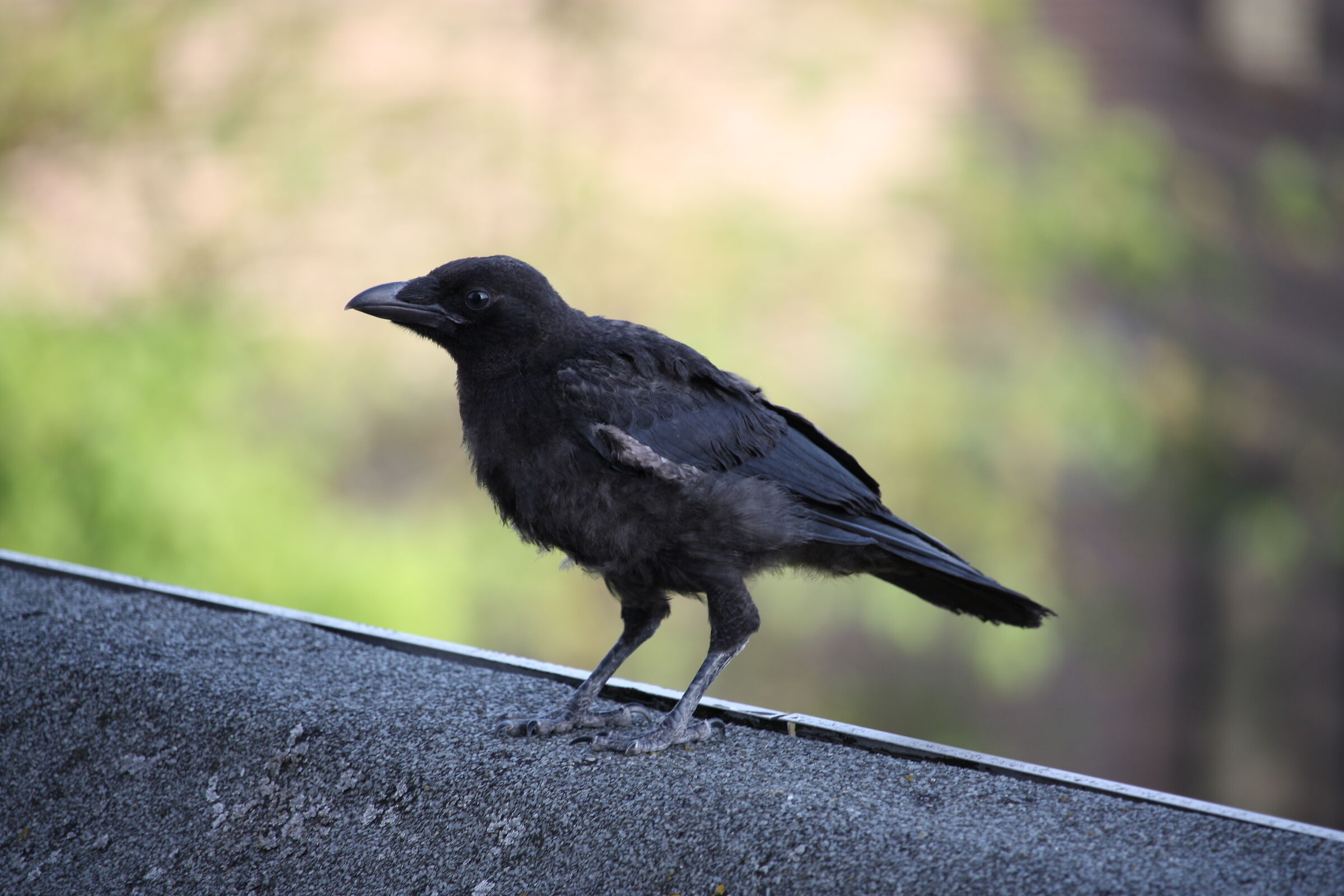 Carrion crow on the roof, Nijmegen City Centrum...