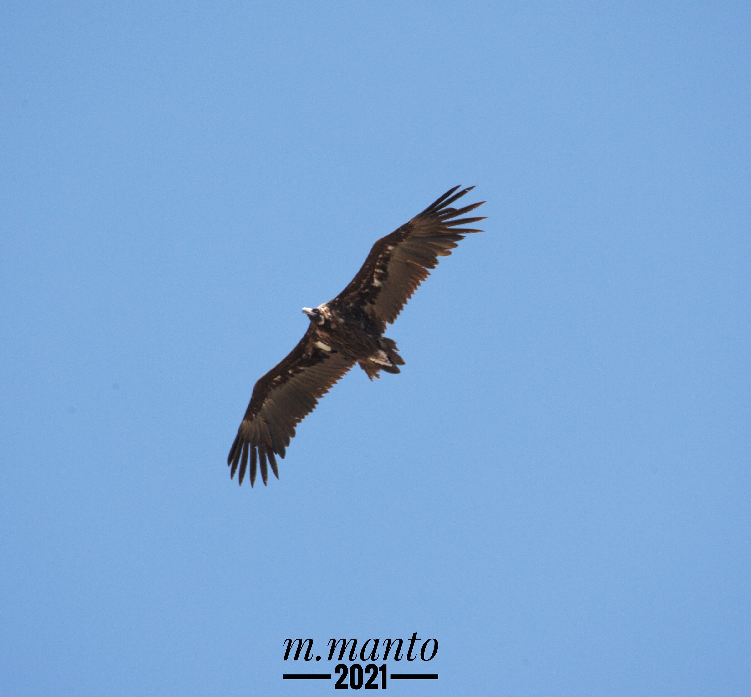 Monk vulture ...