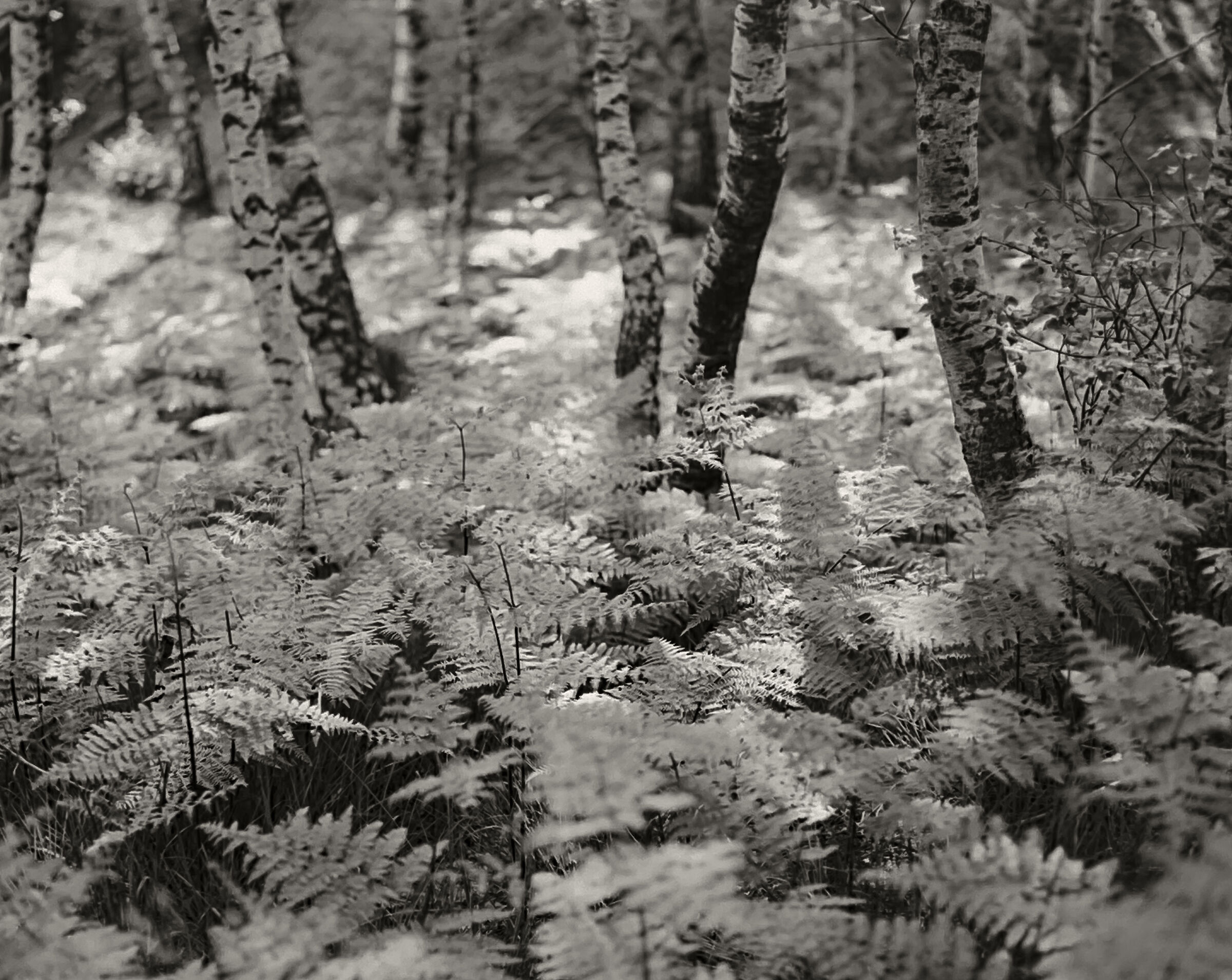 Ferns and birches...