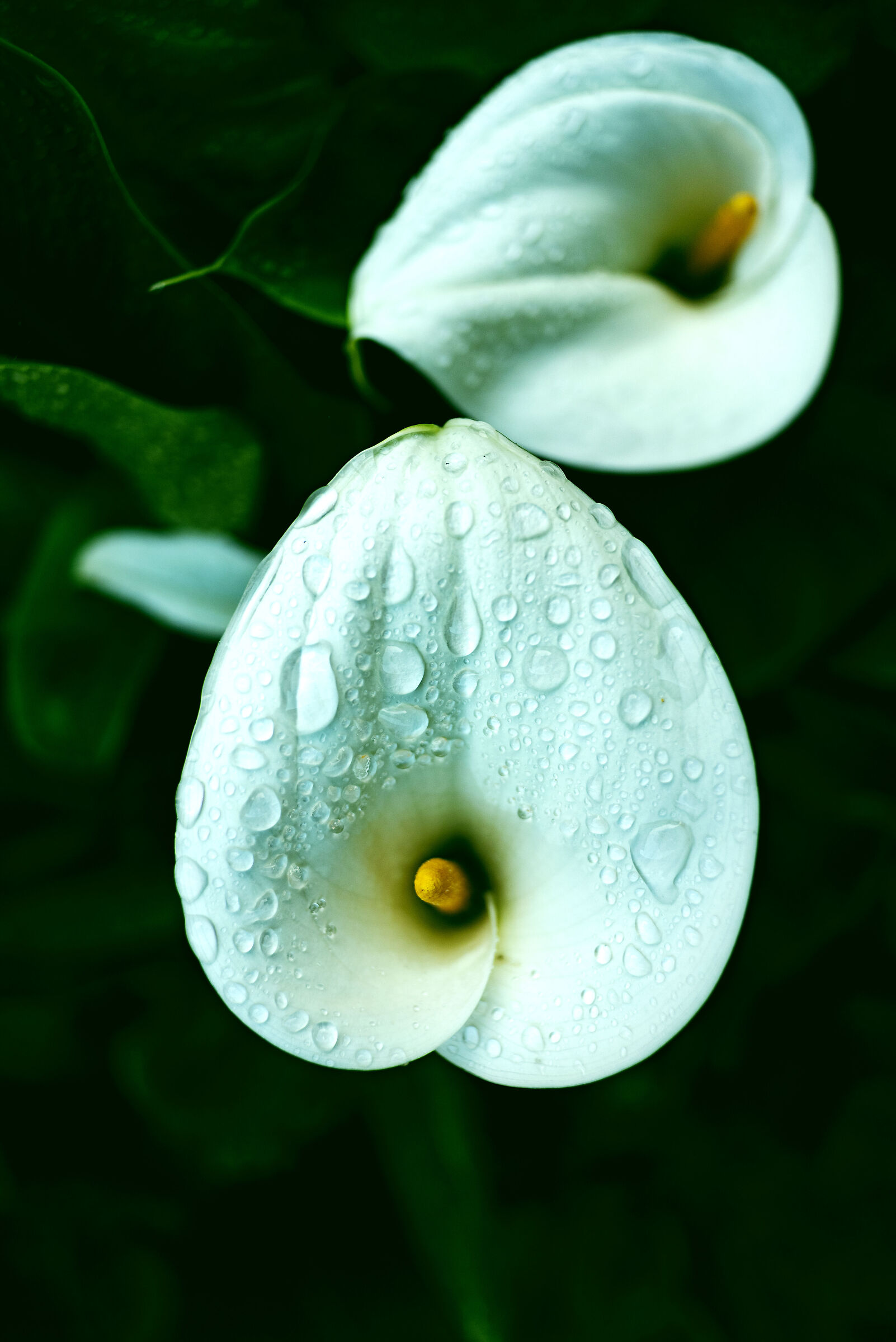 calla-5...