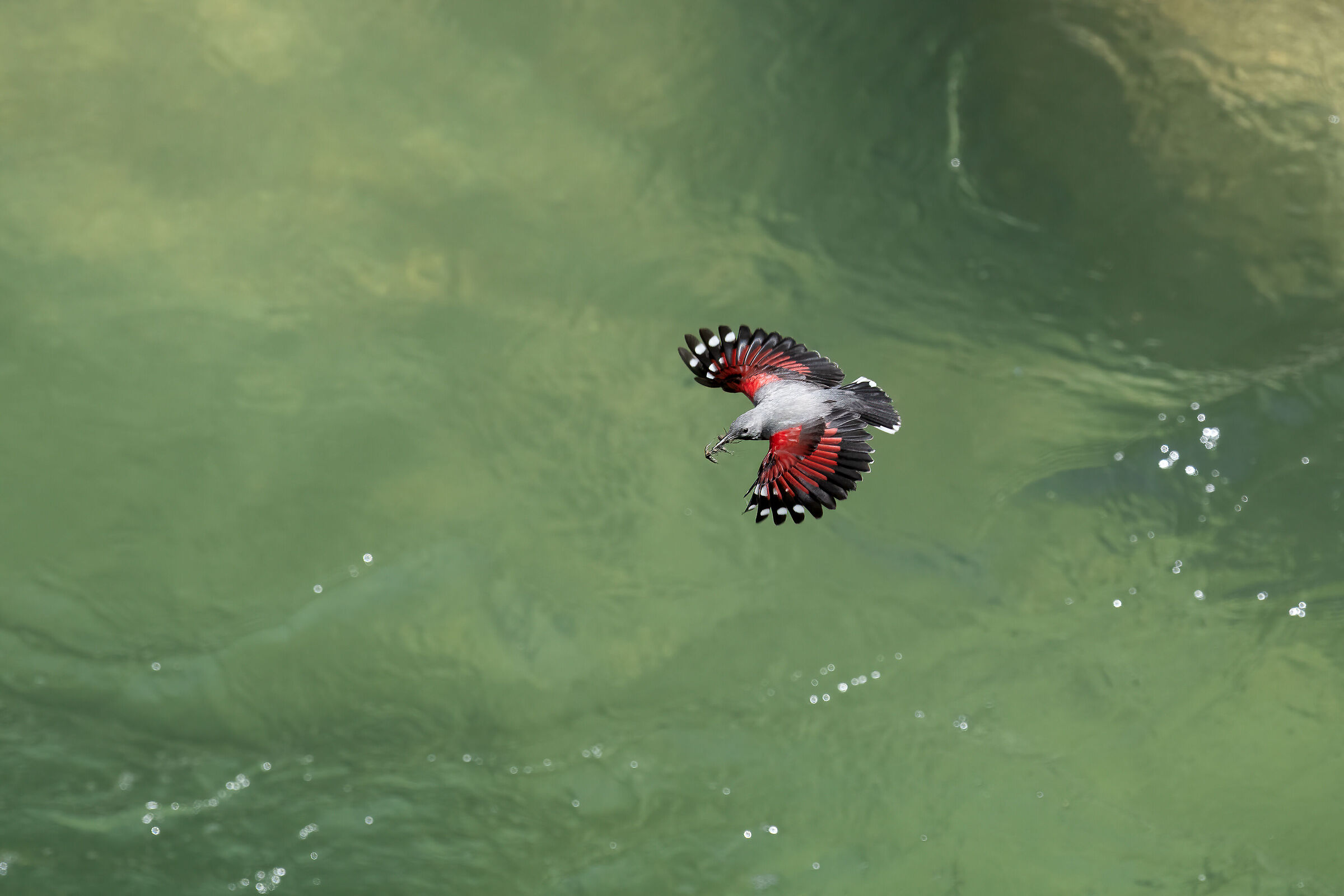The woodpecker that looks like a butterfly...