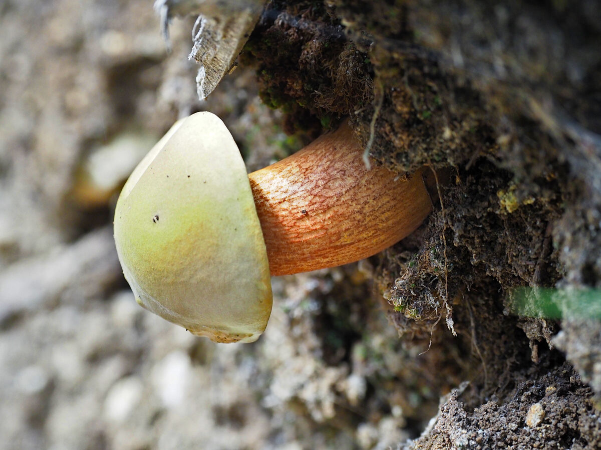 Curious mushroom that defies gravity...