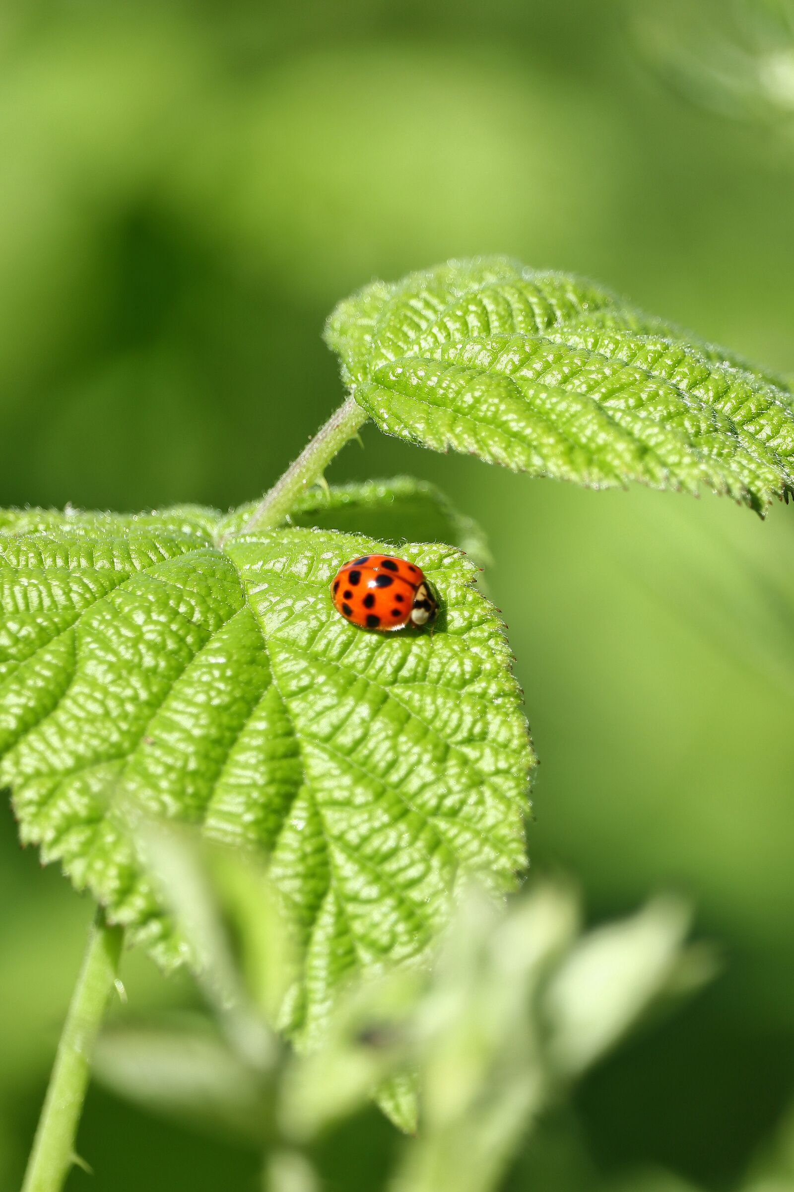 Little Ladybug...