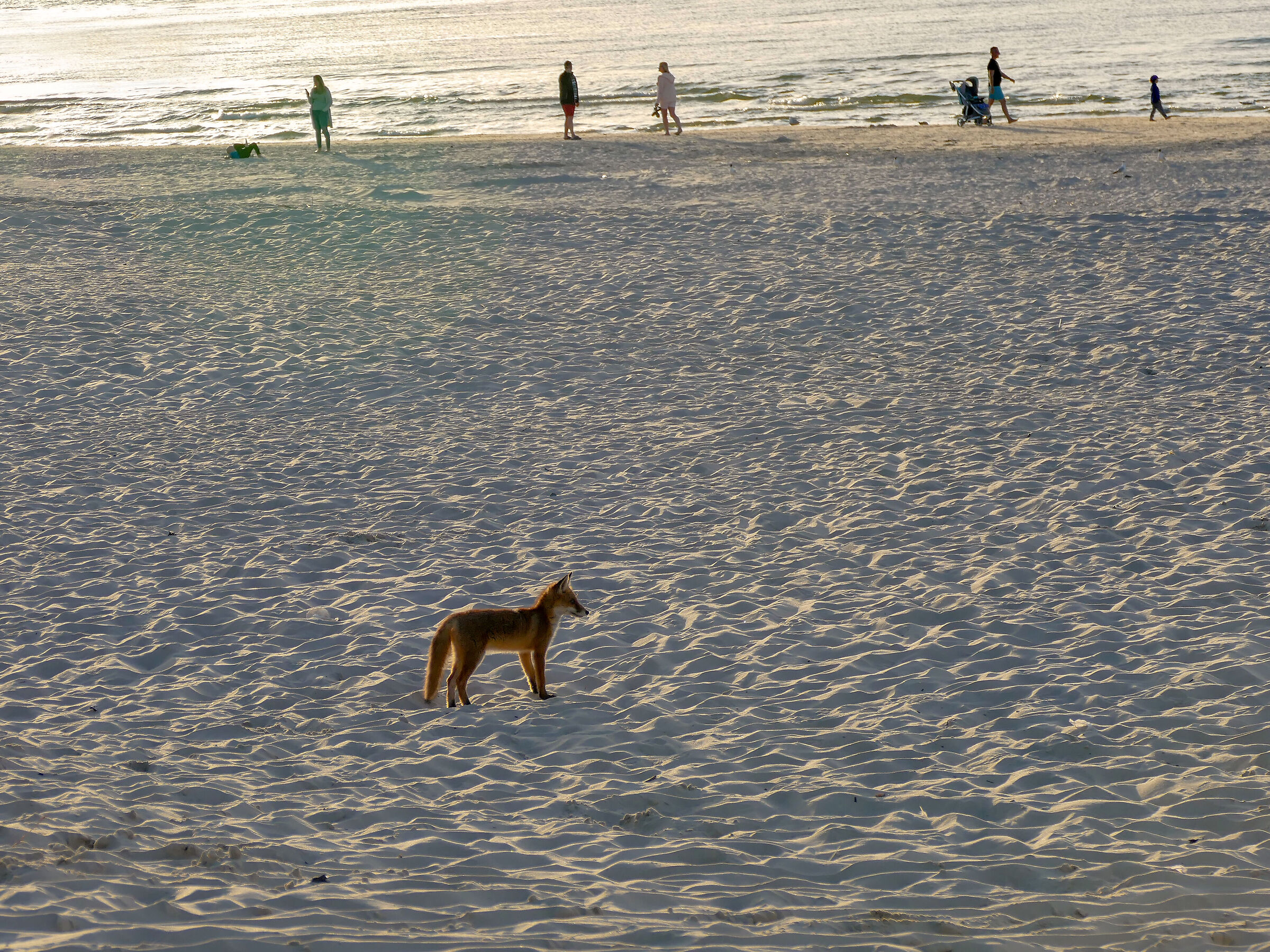Fox on the beach...