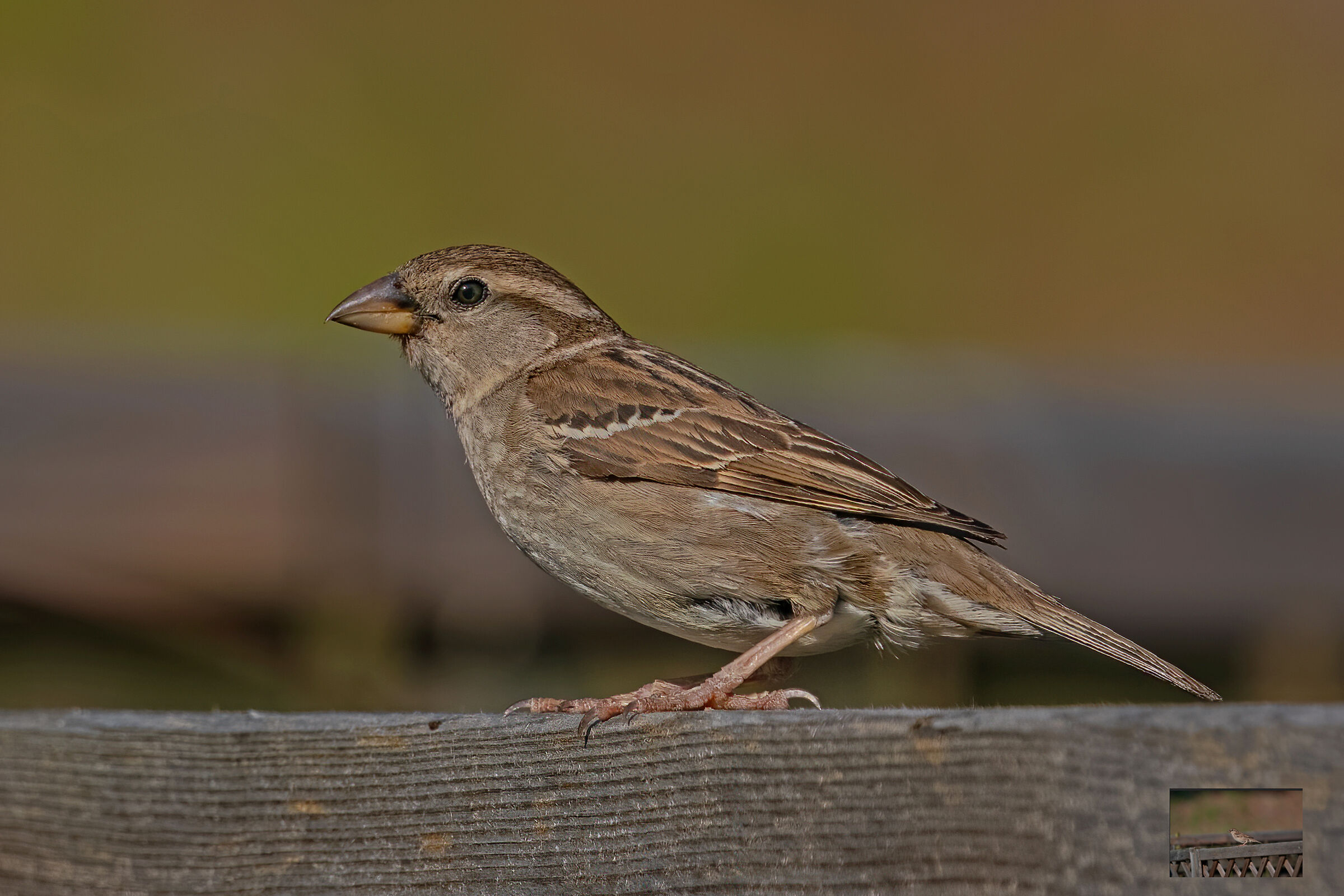 Sparrow on the fence...