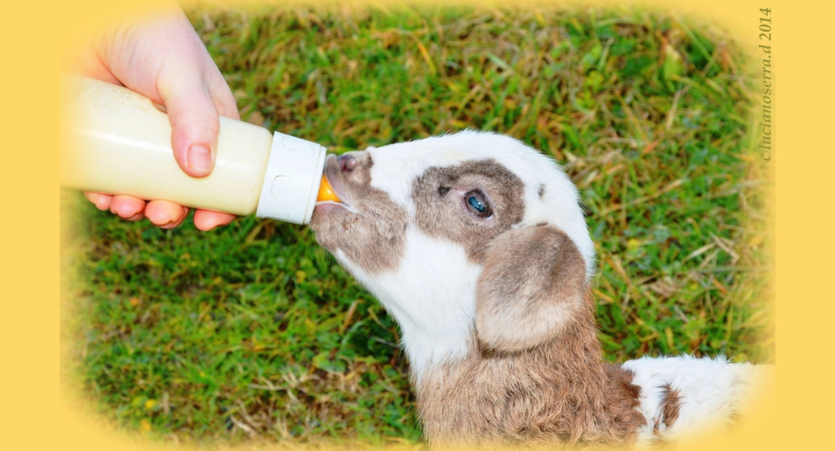 Lamb with bottle...
