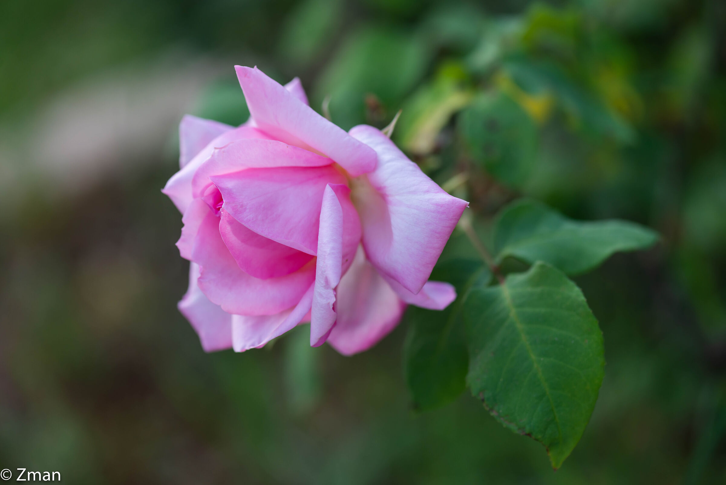 Roses...