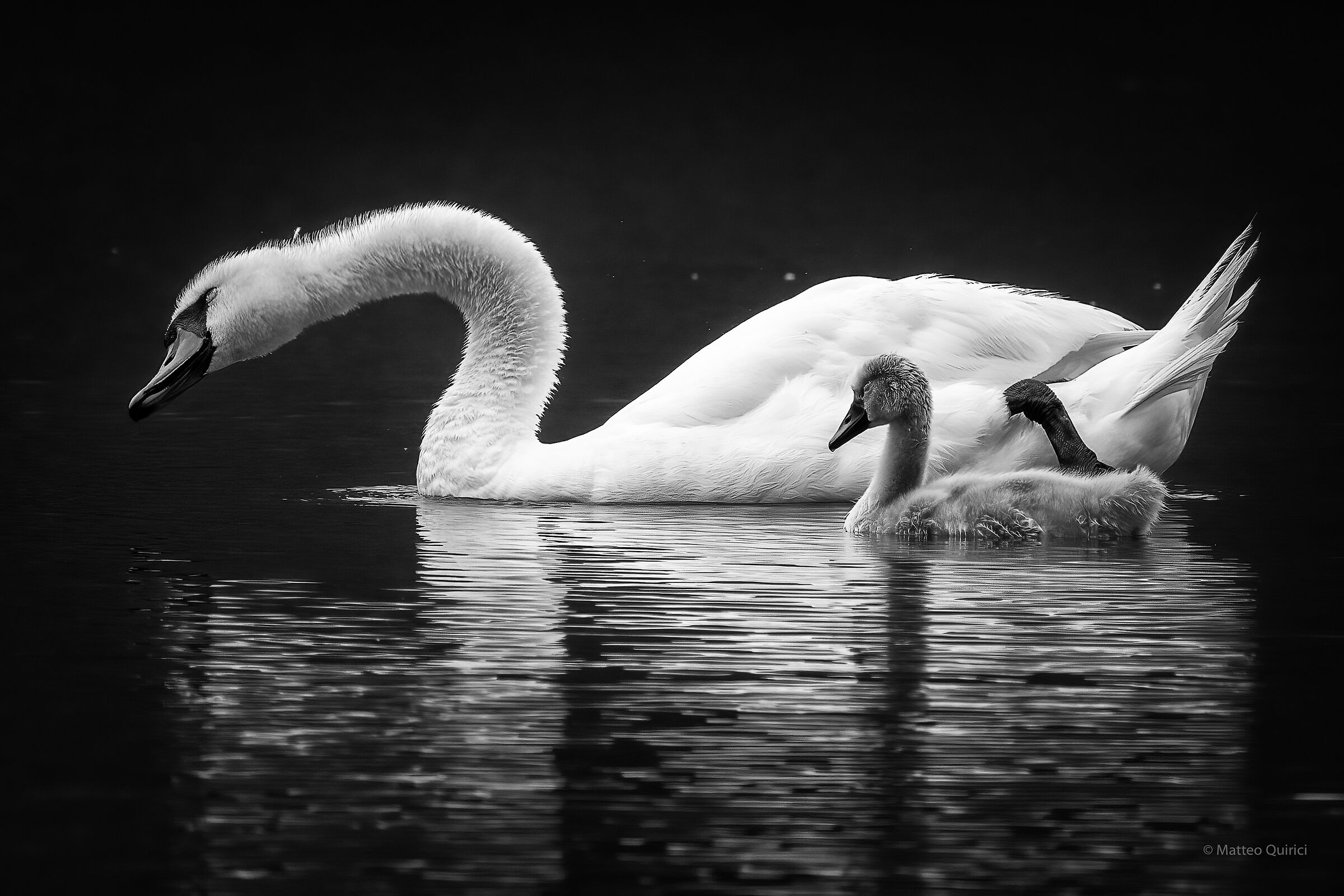 Mom Swan and baby...