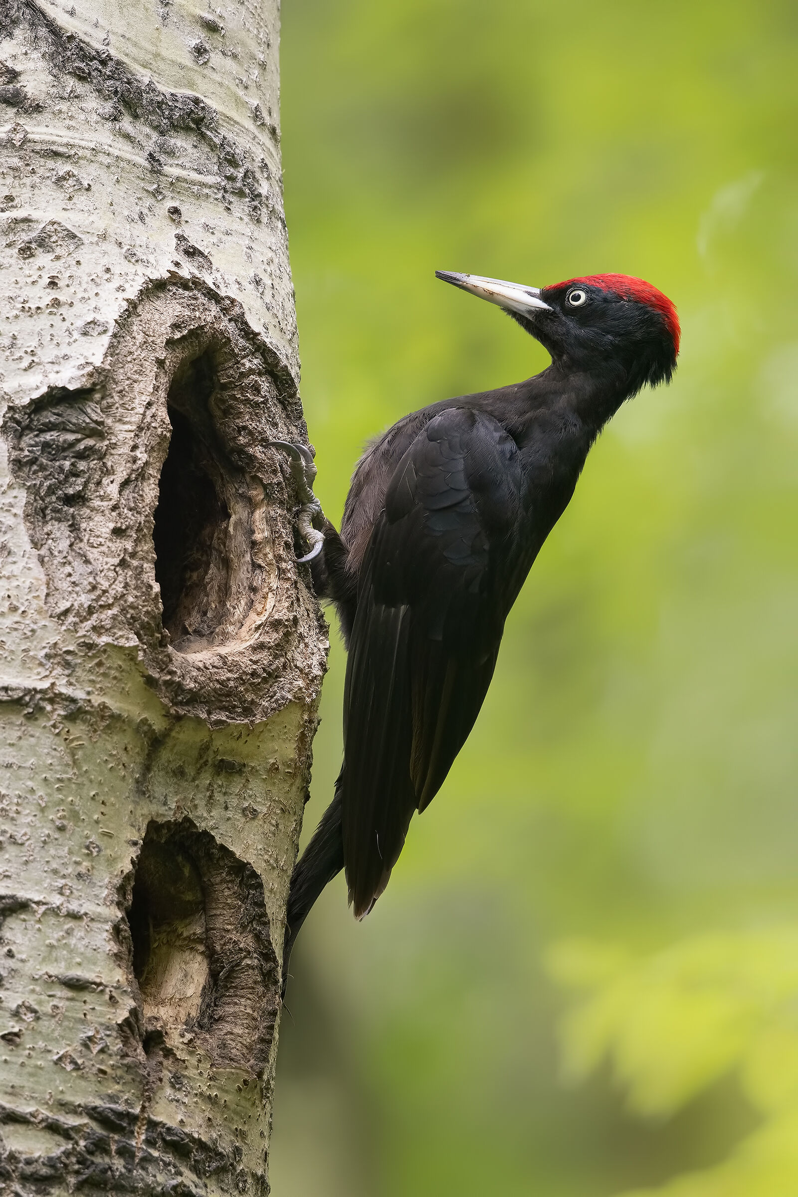 black woodpecker...