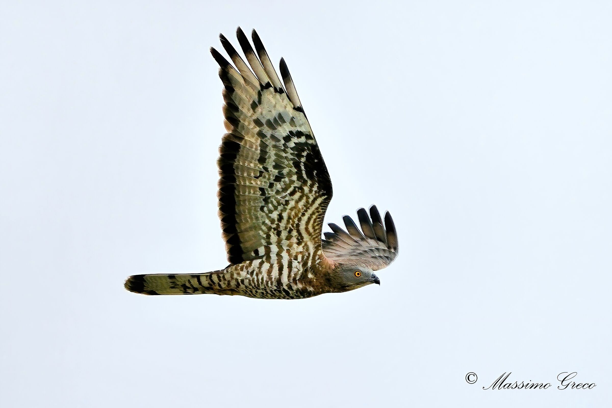 Pecchiaiolo Falcon (Pernis apivorus)...