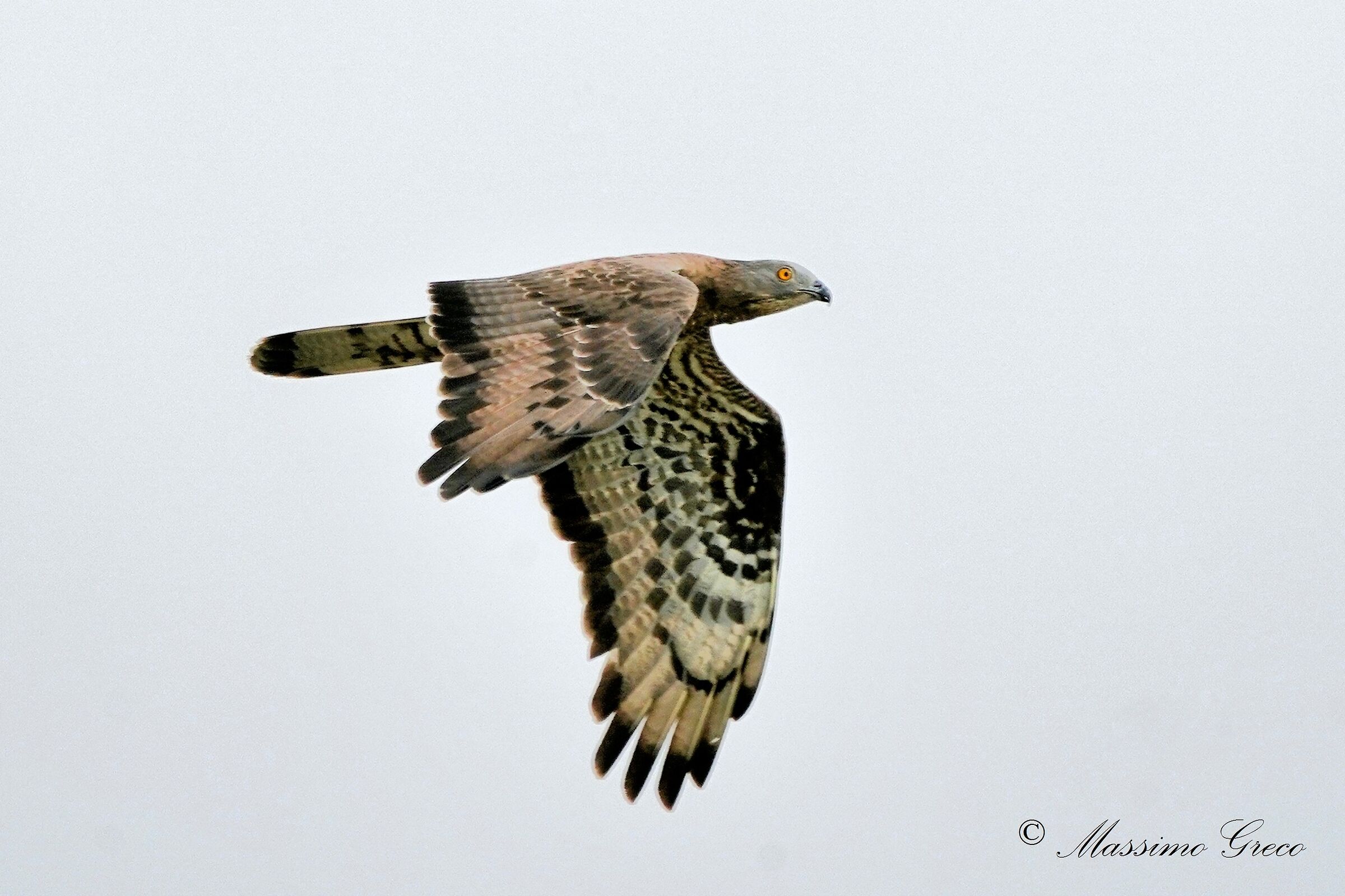 Falco pecchiaiolo (Pernis apivorus)...