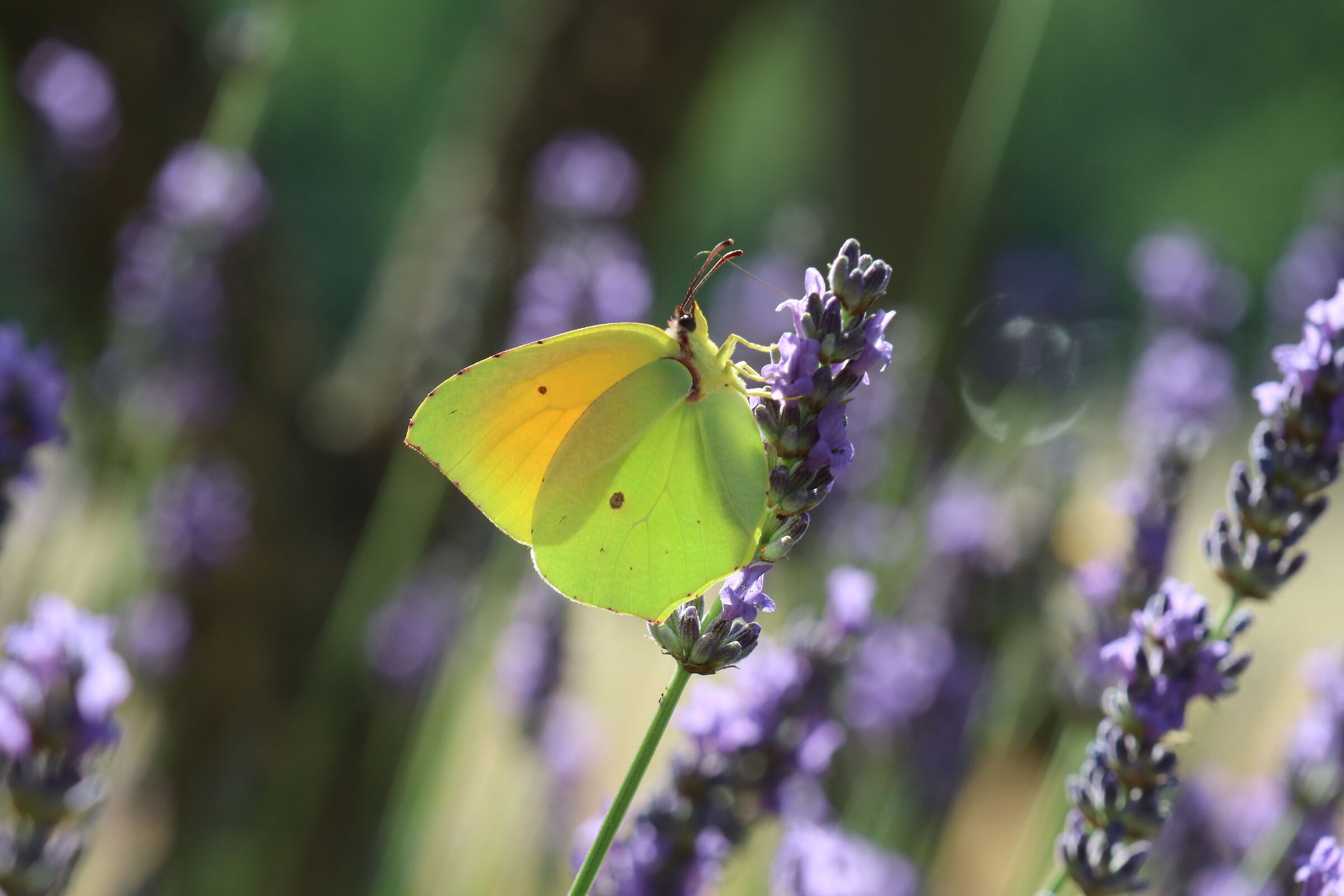 Lavender and the yellow butterfly....