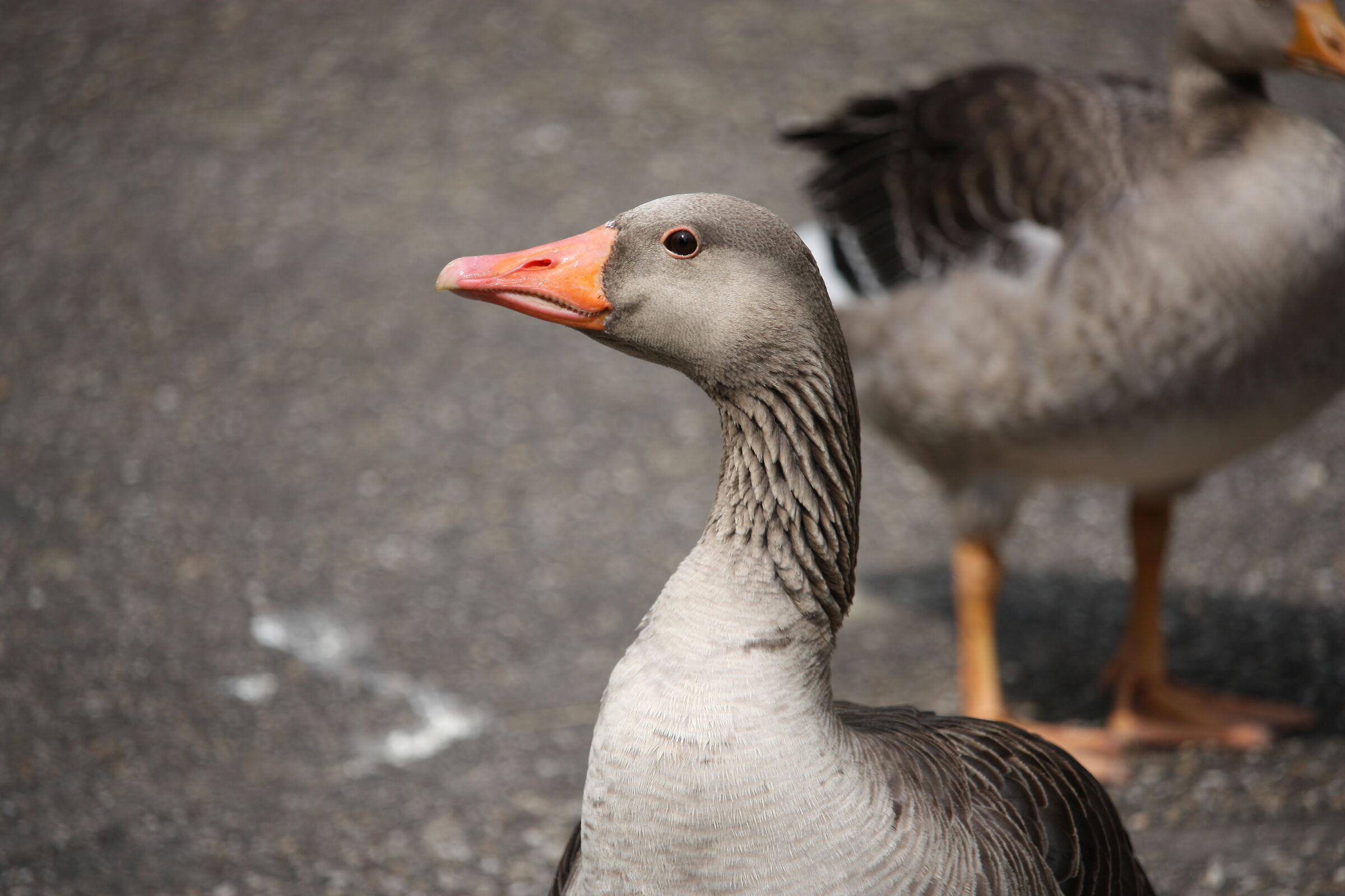 Greylag goose in Kronenburgerpark, Nijmegen...