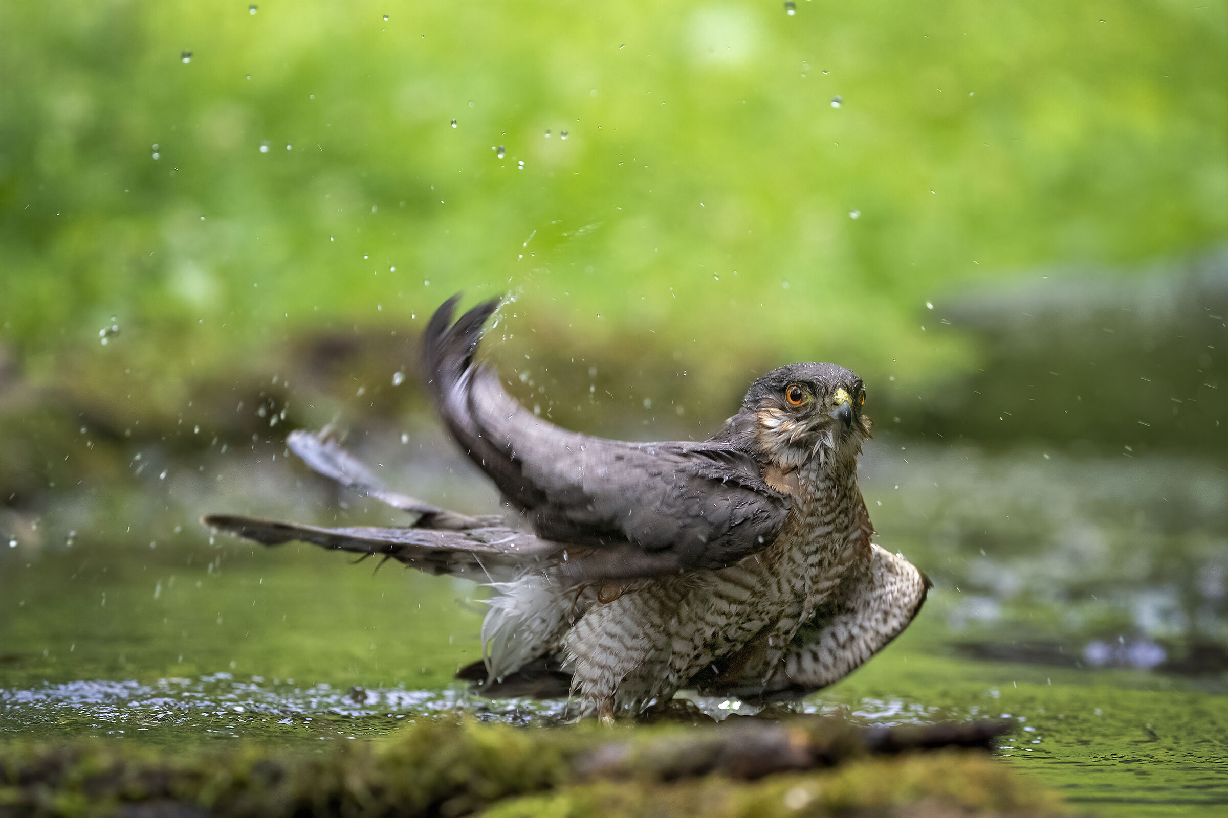 Sparrowhawk in the bathroom...