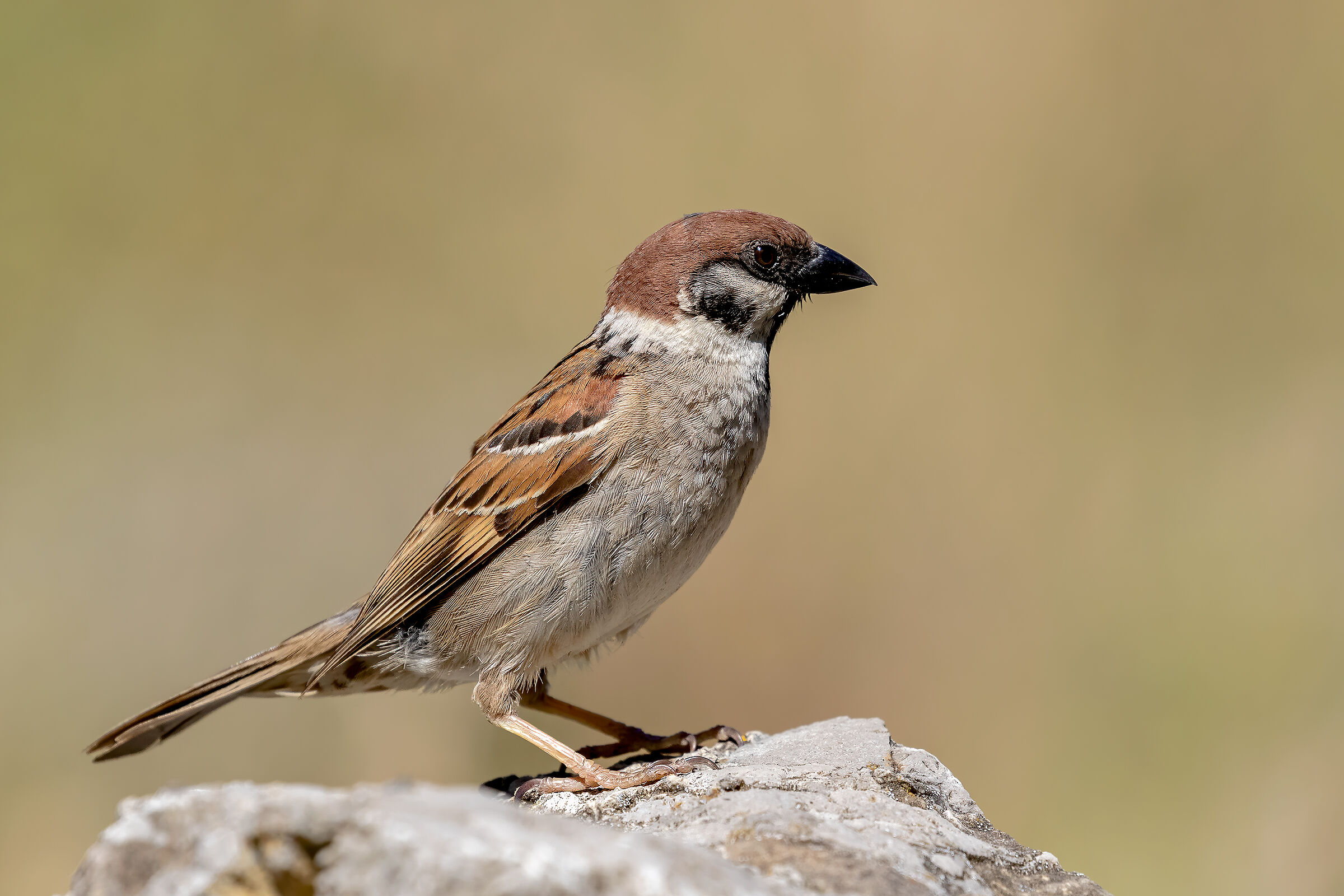 .. just a sparrow......