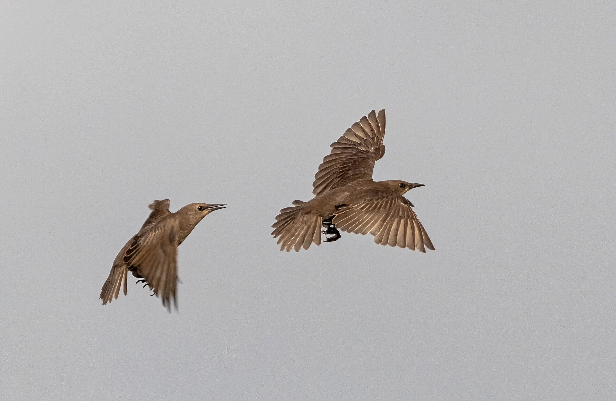 2 Female starlings in flight 21/06/2021...