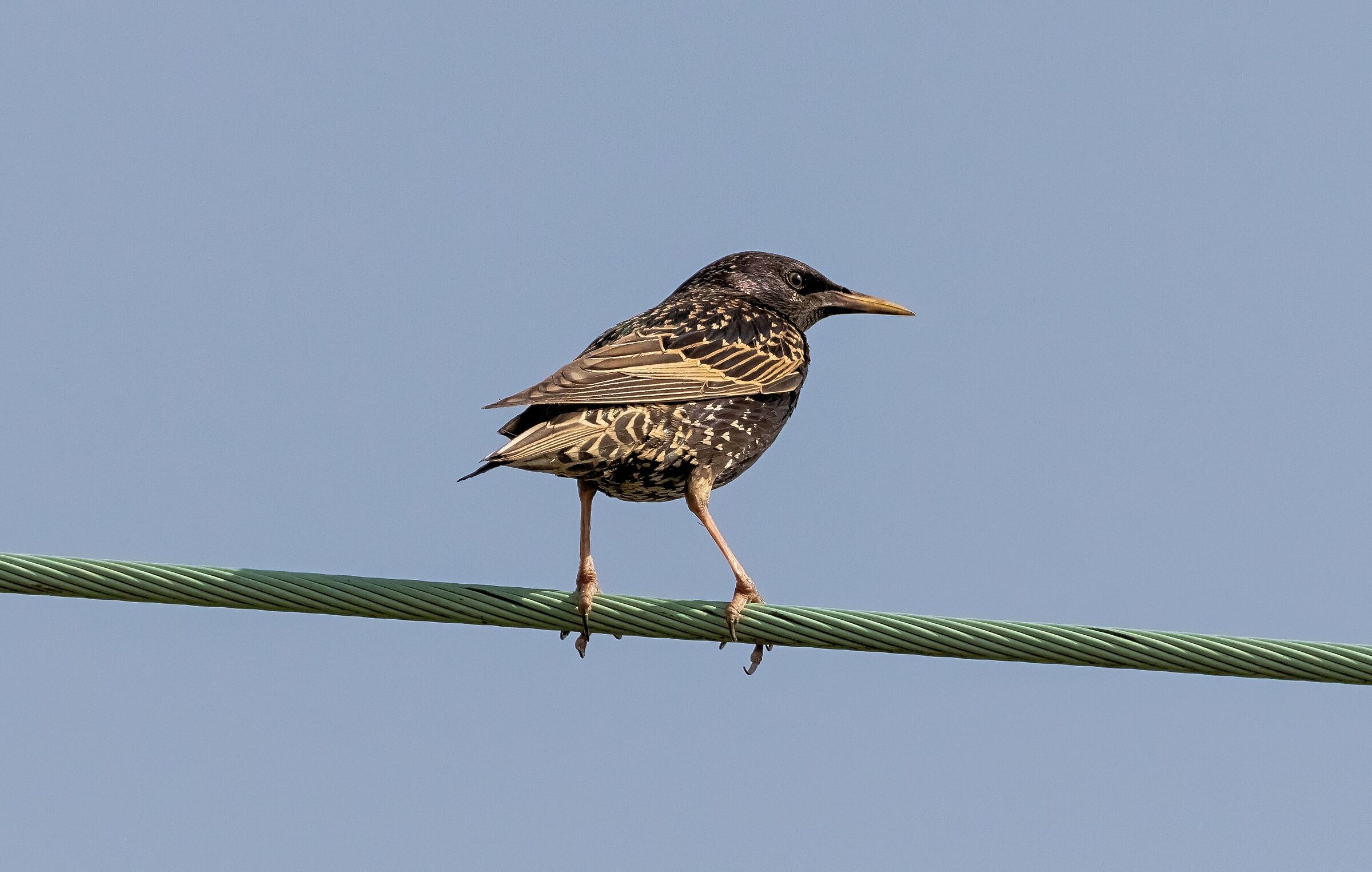Male starling on electric cable 21/06/2021...